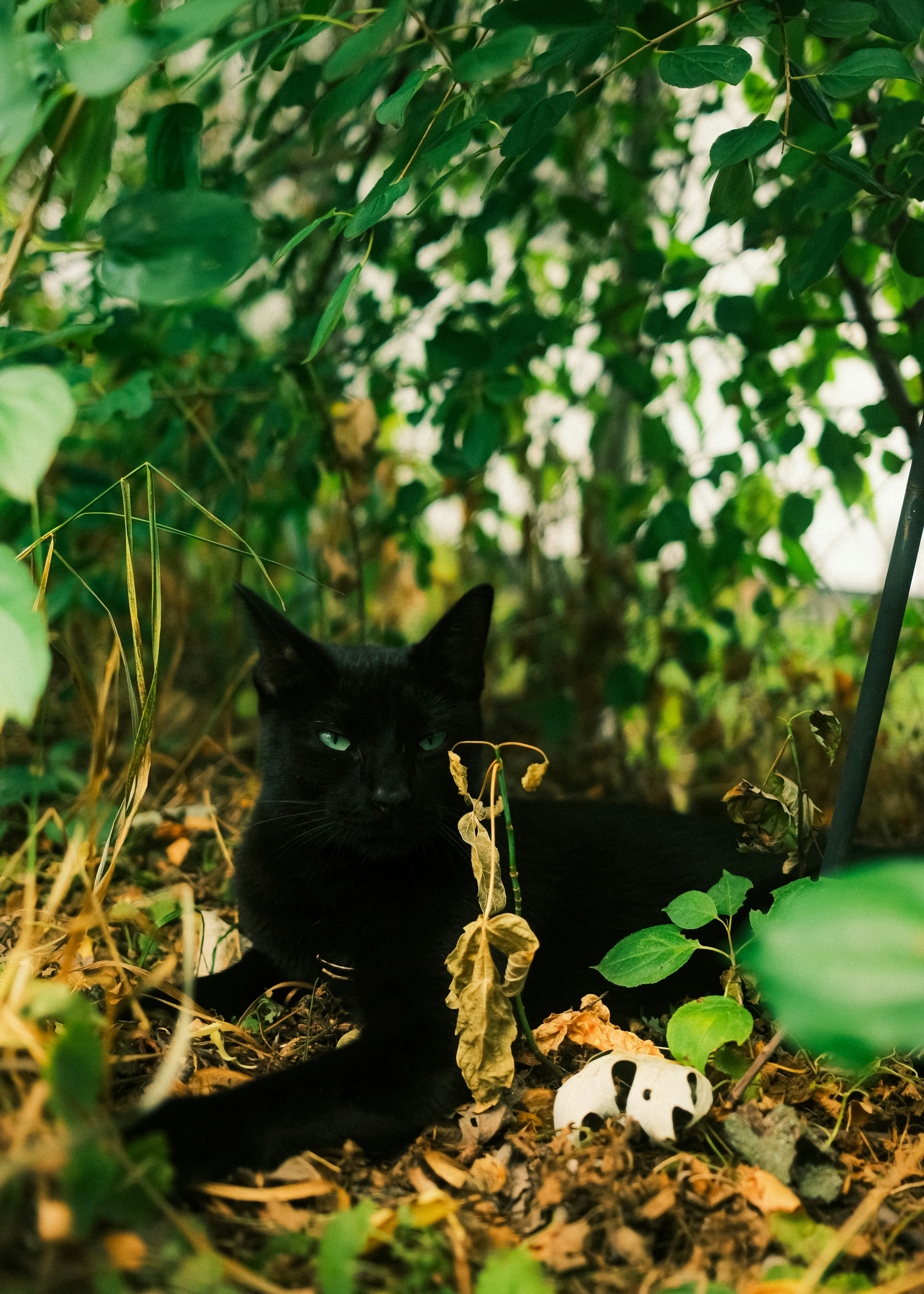 A black cat with green eyes lies in dry leaves.