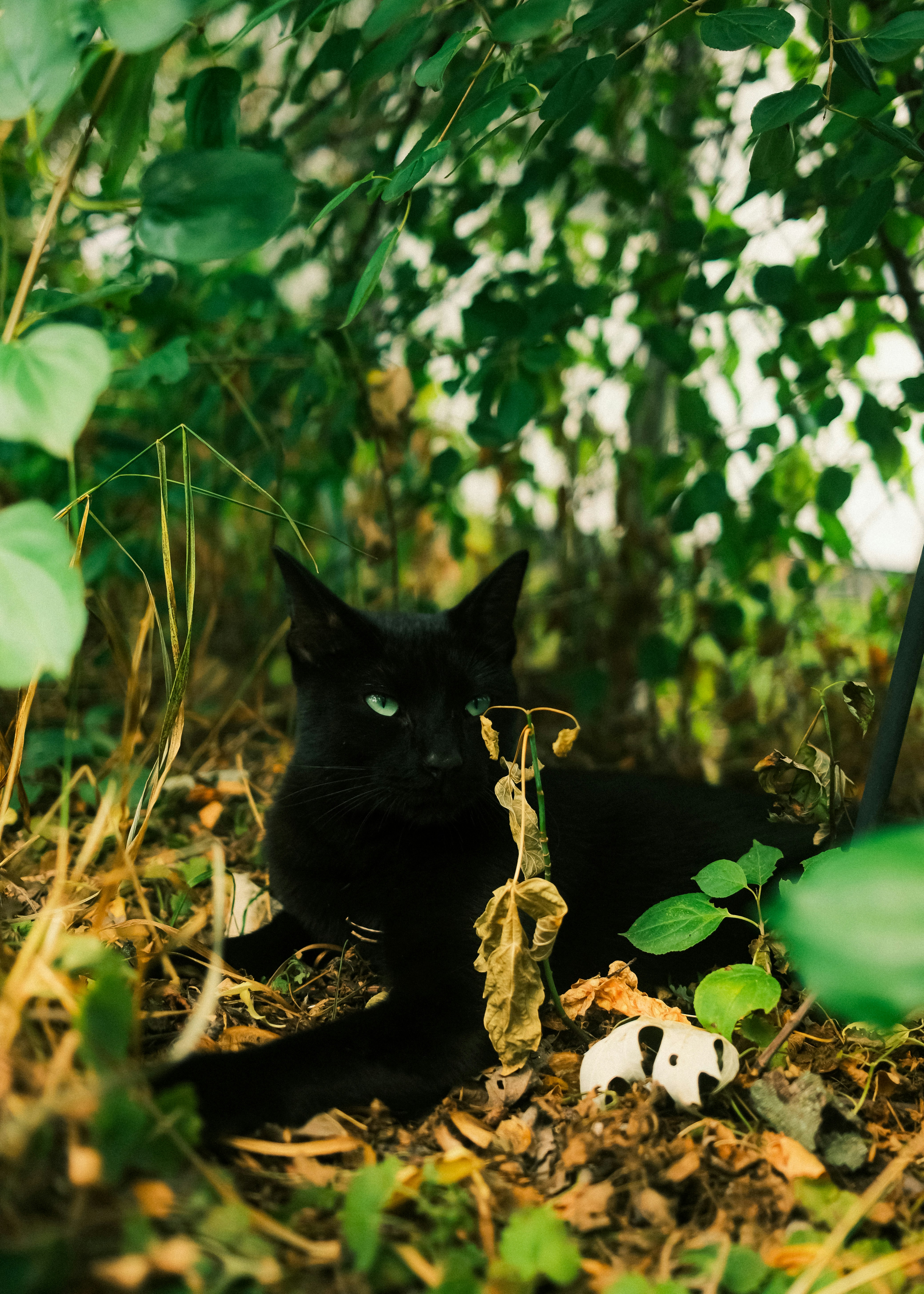 Black cat with green eyes rests under green foliage.