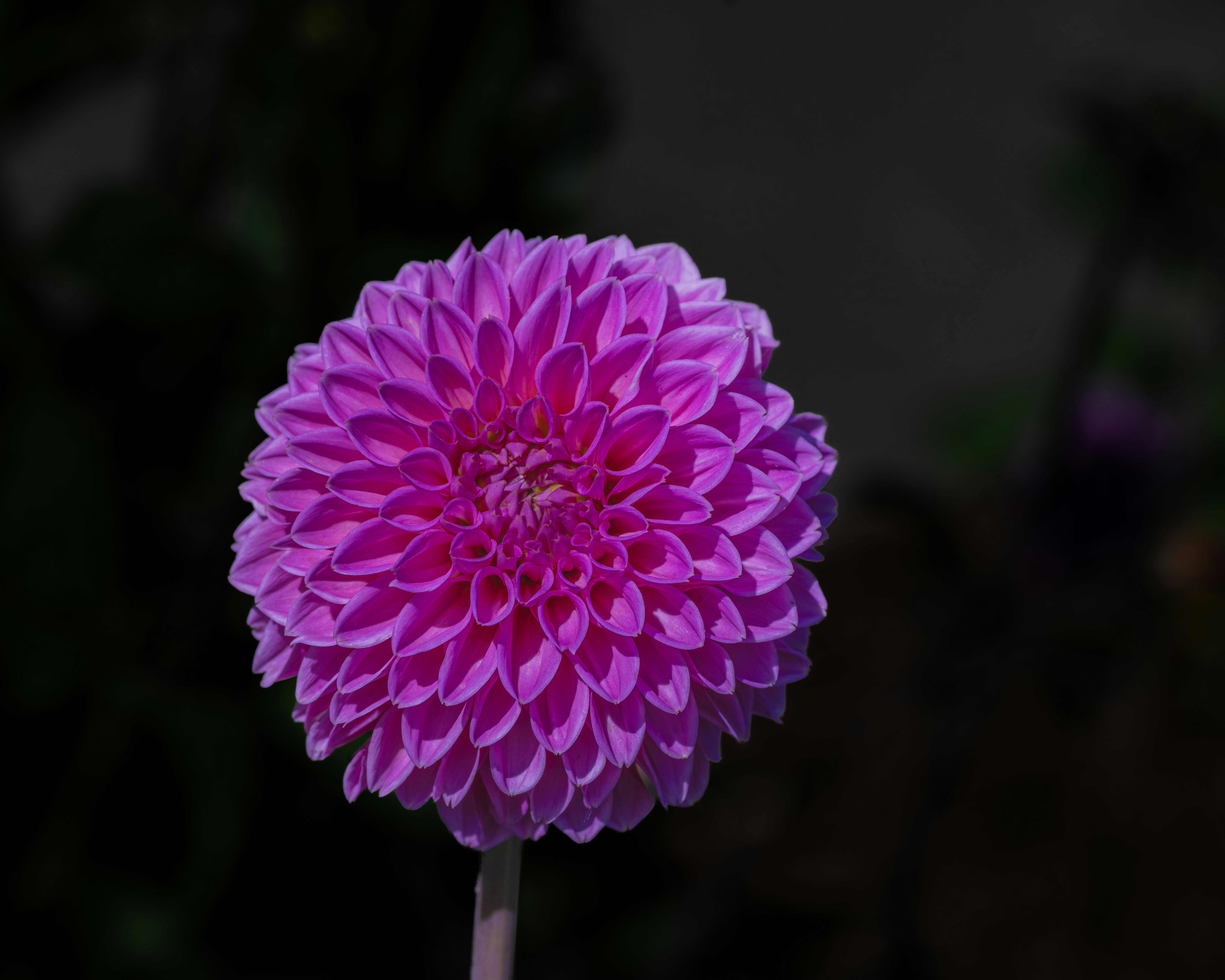 A vibrant purple dahlia flower against a dark background.