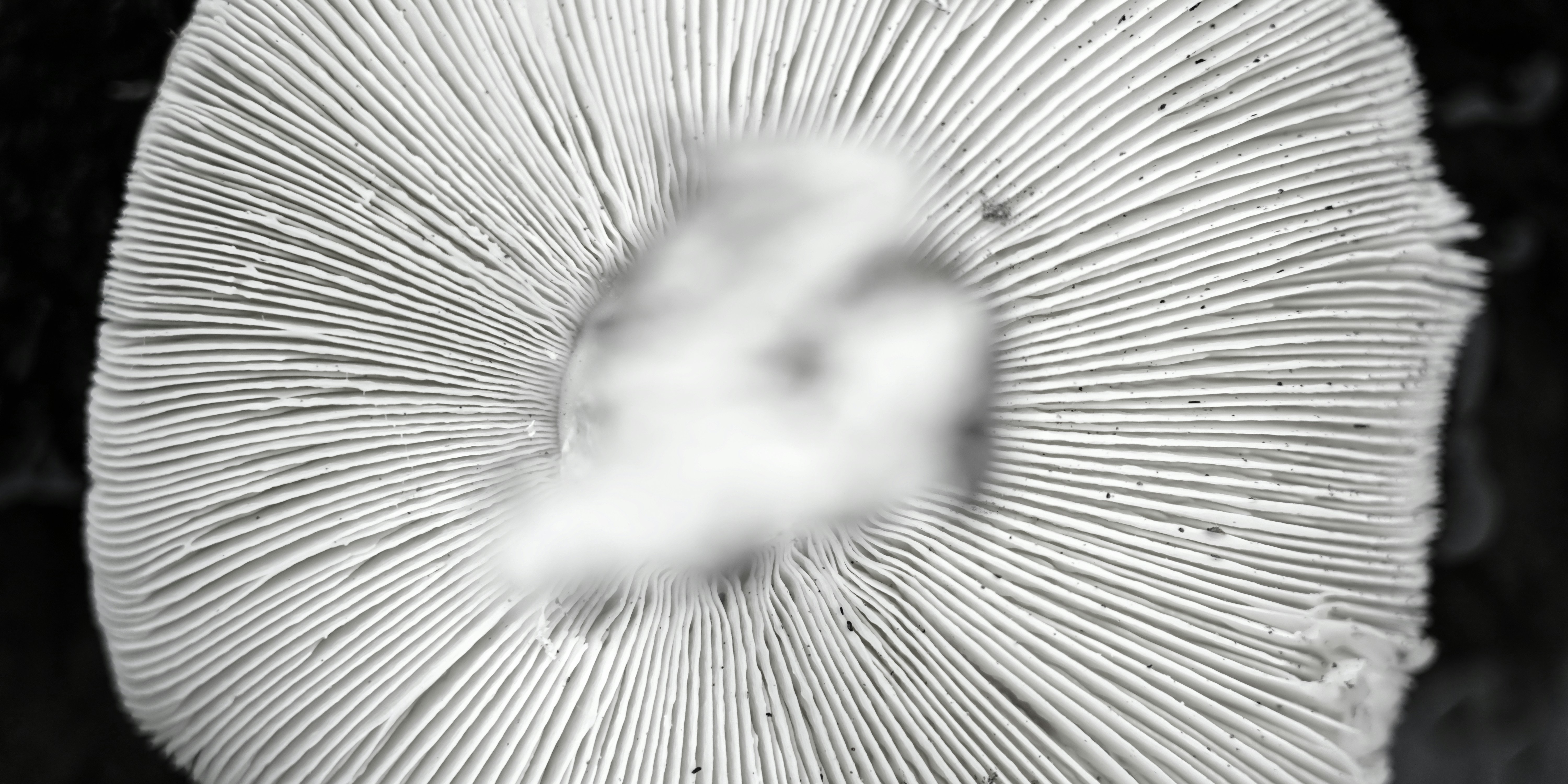 Underside of a mushroom cap showing white radial gills.
