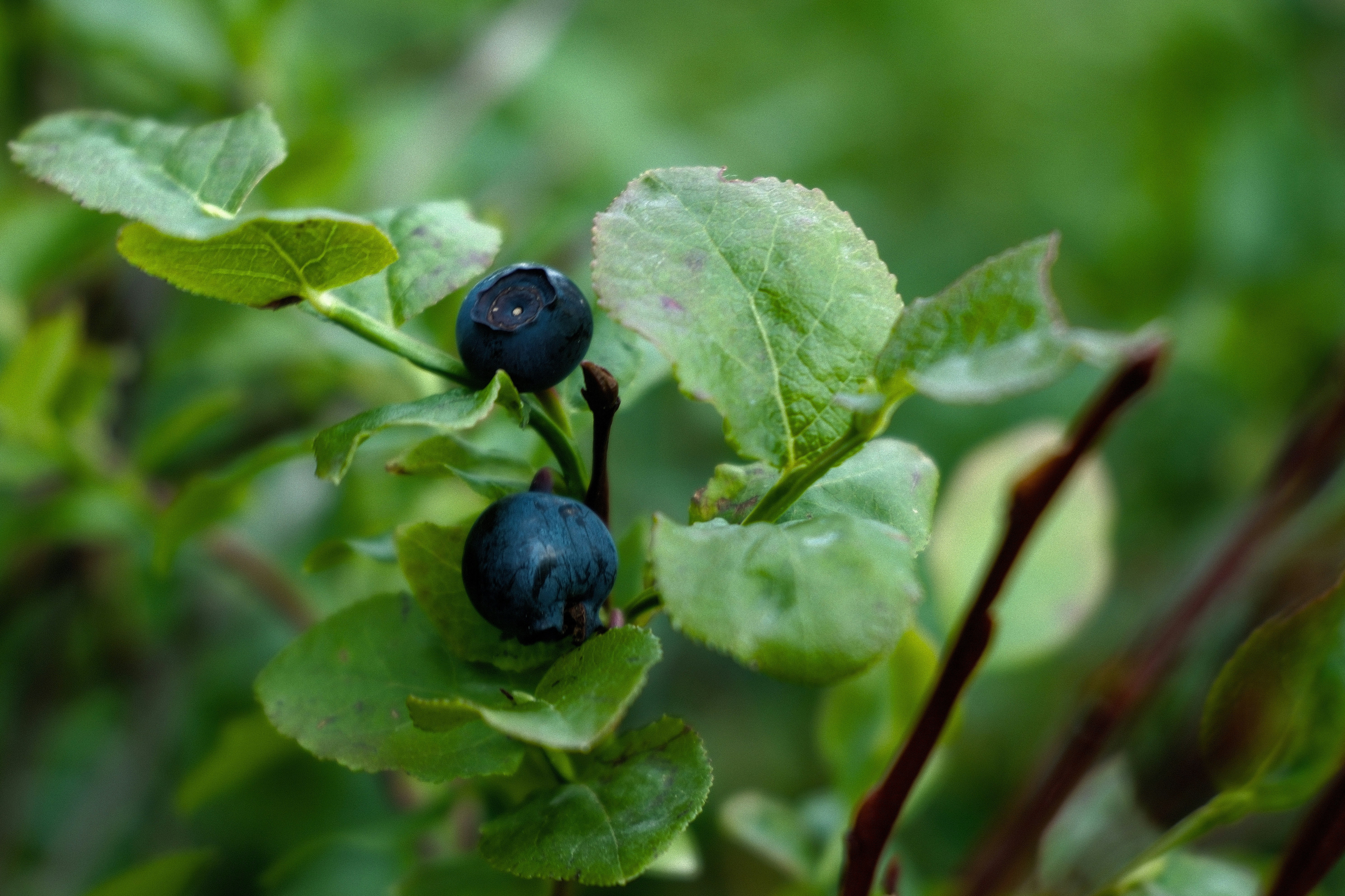 Two dark blueberries ripen on a green leafy bush.
