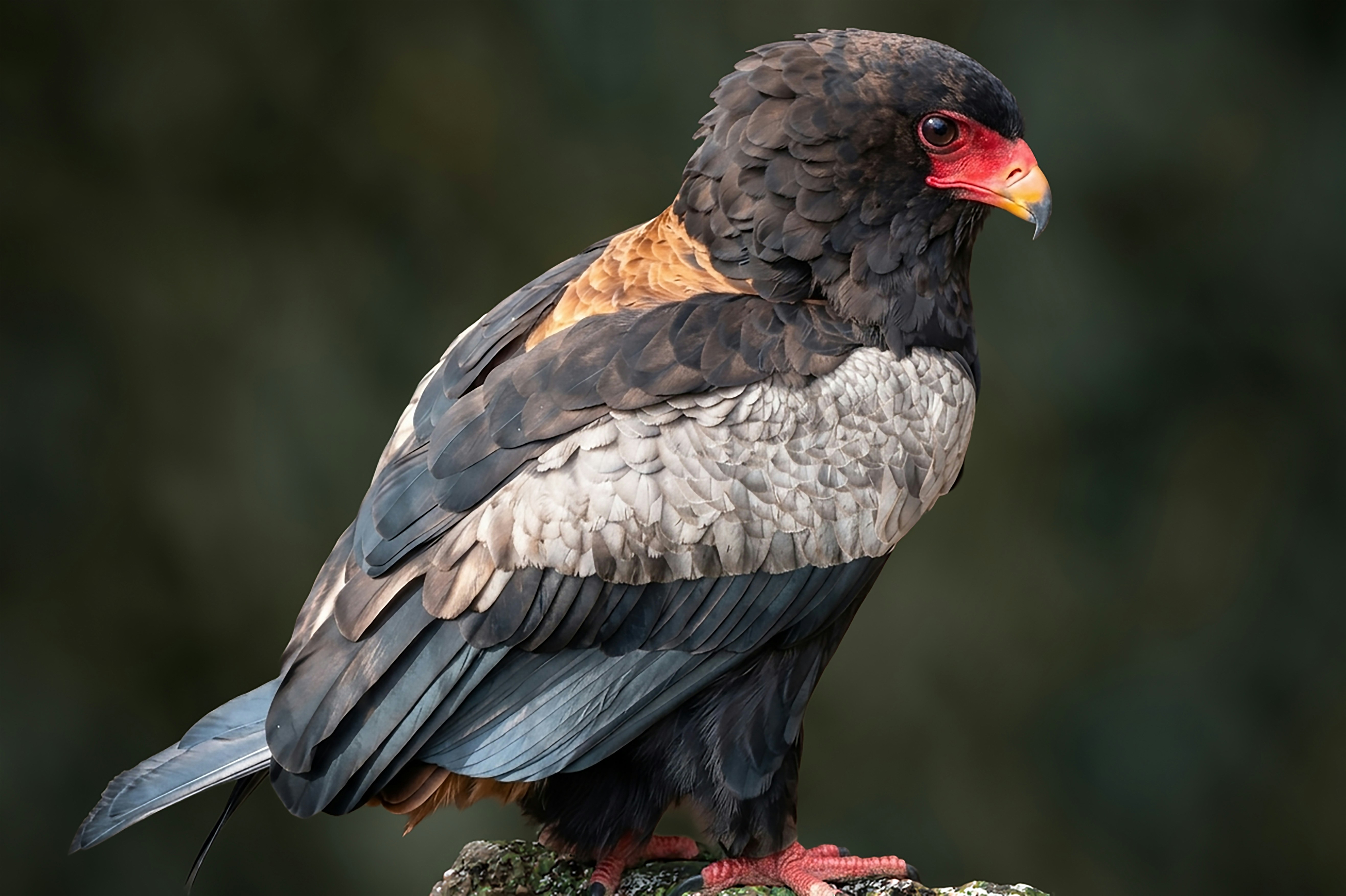 Un águila bateleur con cara roja y plumas oscuras.
