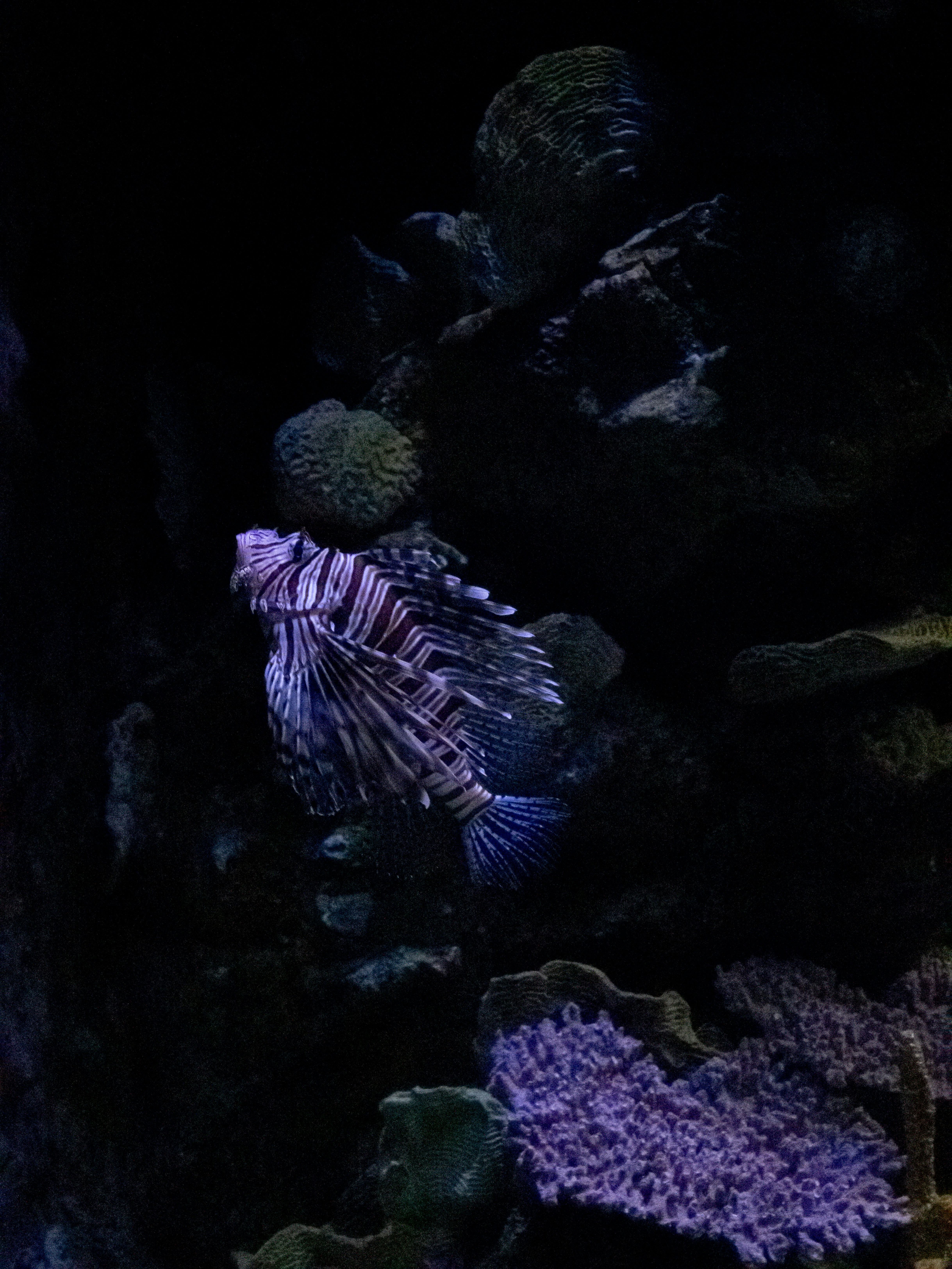A lionfish swims among dark coral