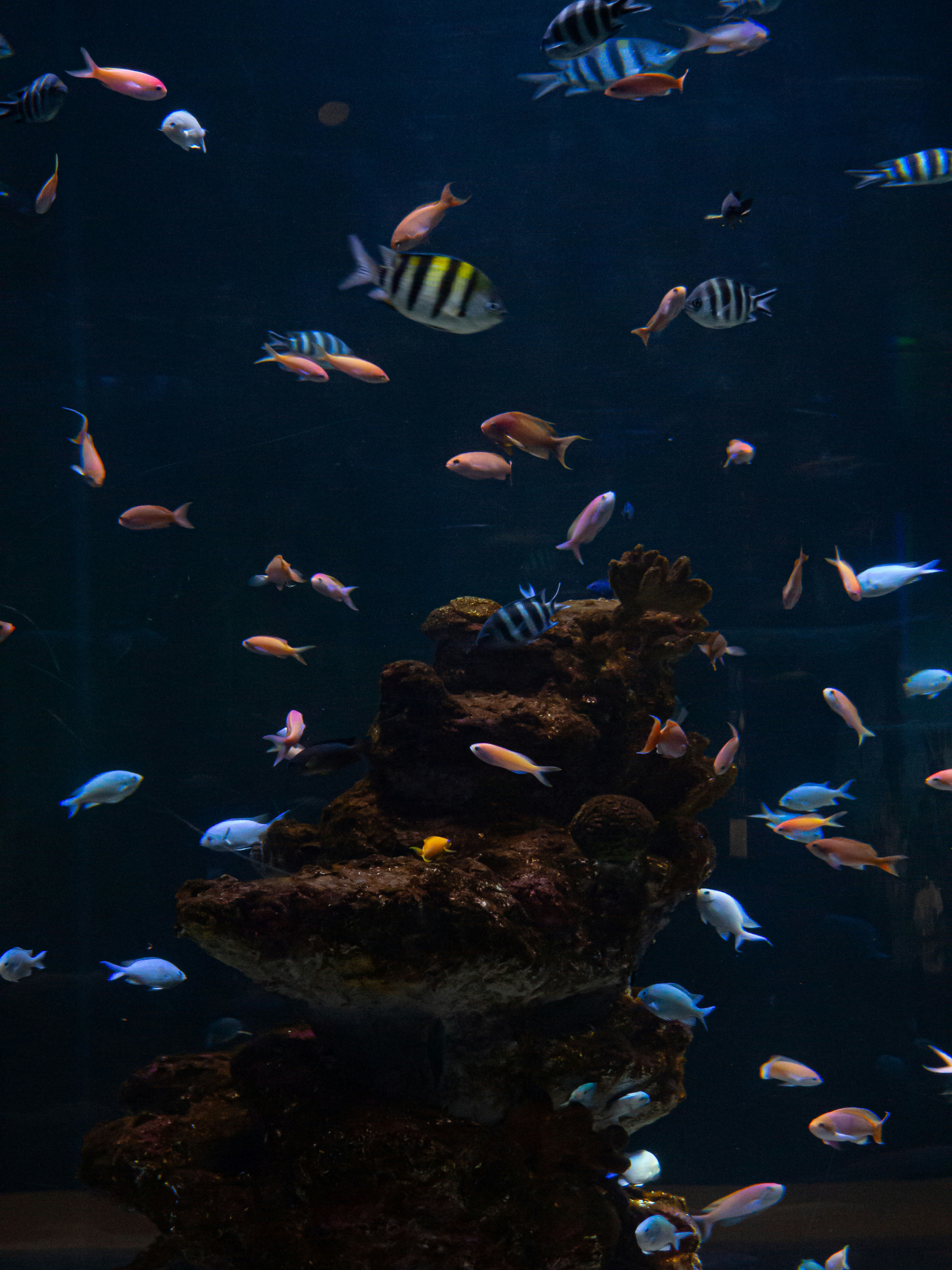 Tropical fish swimming in a large dark aquarium