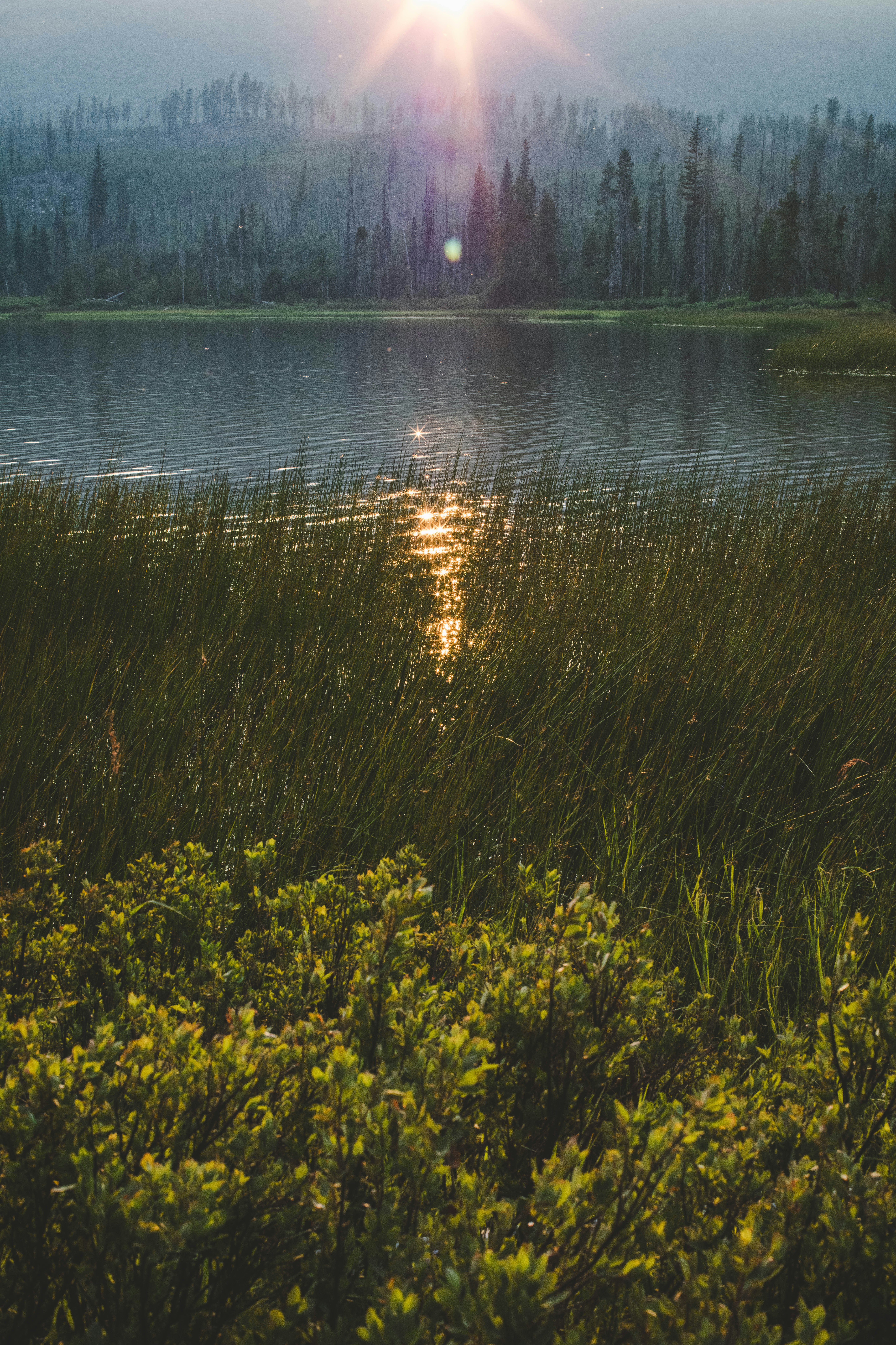 Sunlight reflecting on lake, forest, and green bushes