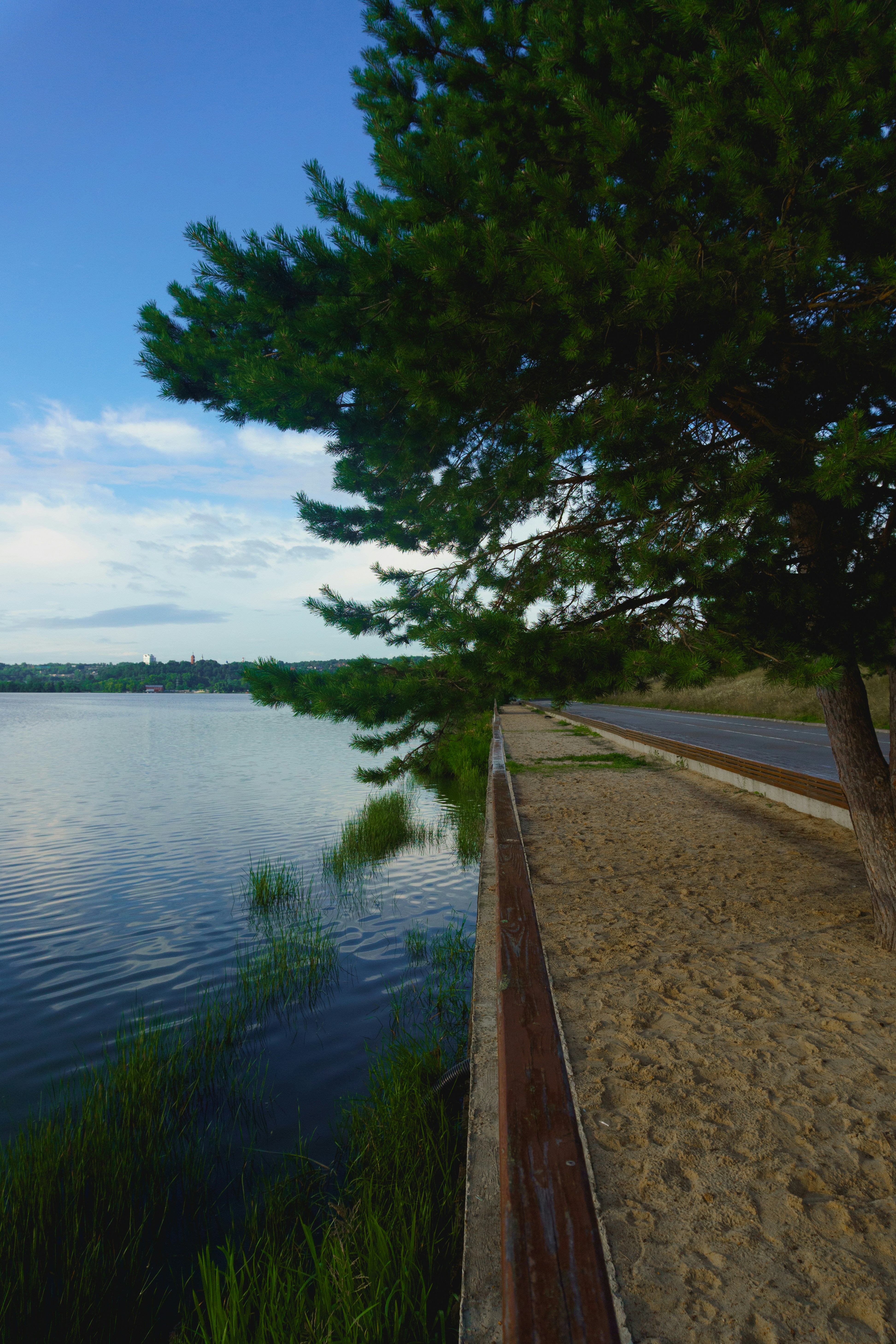 Pinheiro com vista para um lago sereno e um caminho arenoso.