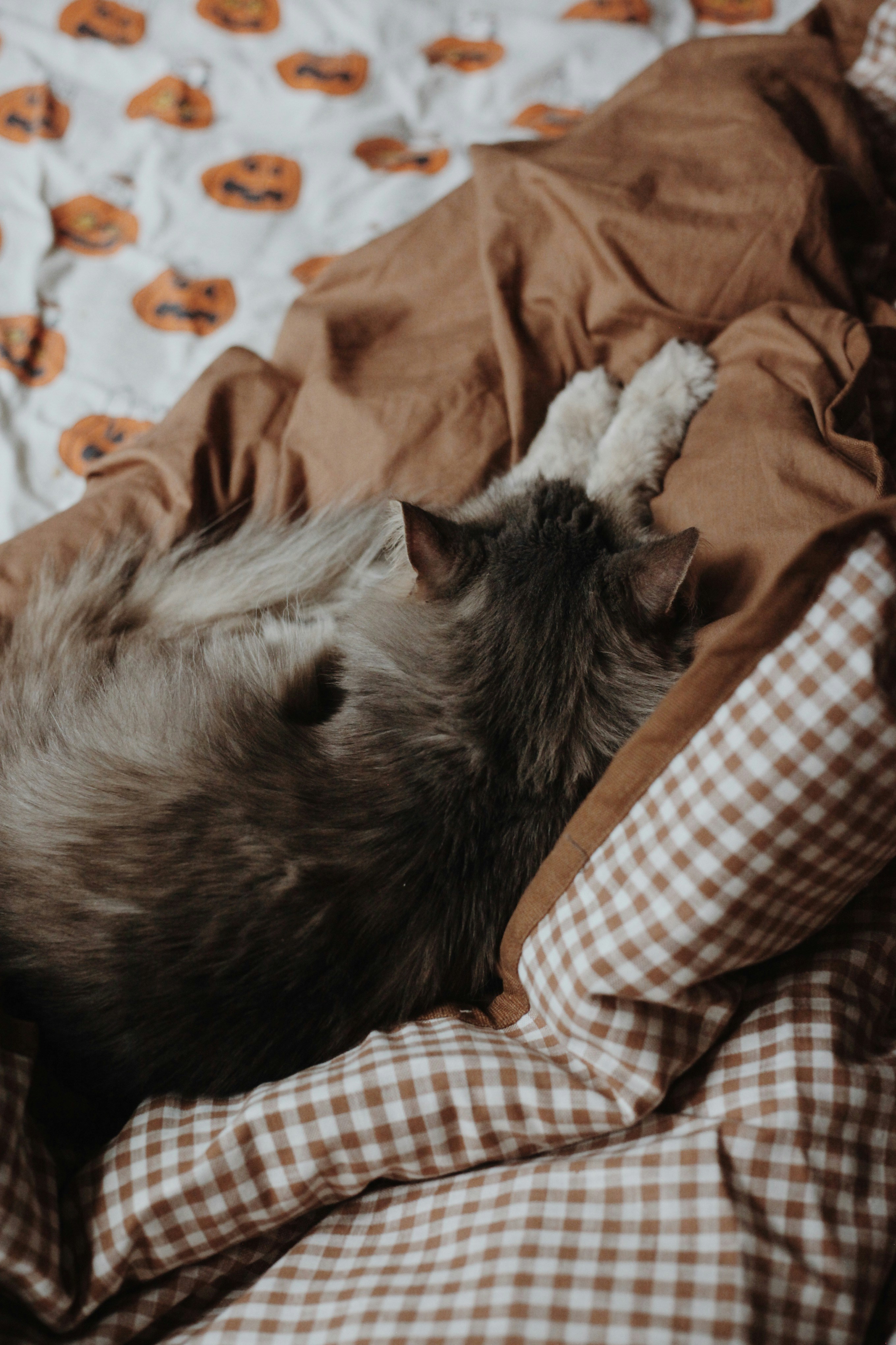 A gray cat sleeping curled up on patterned blankets