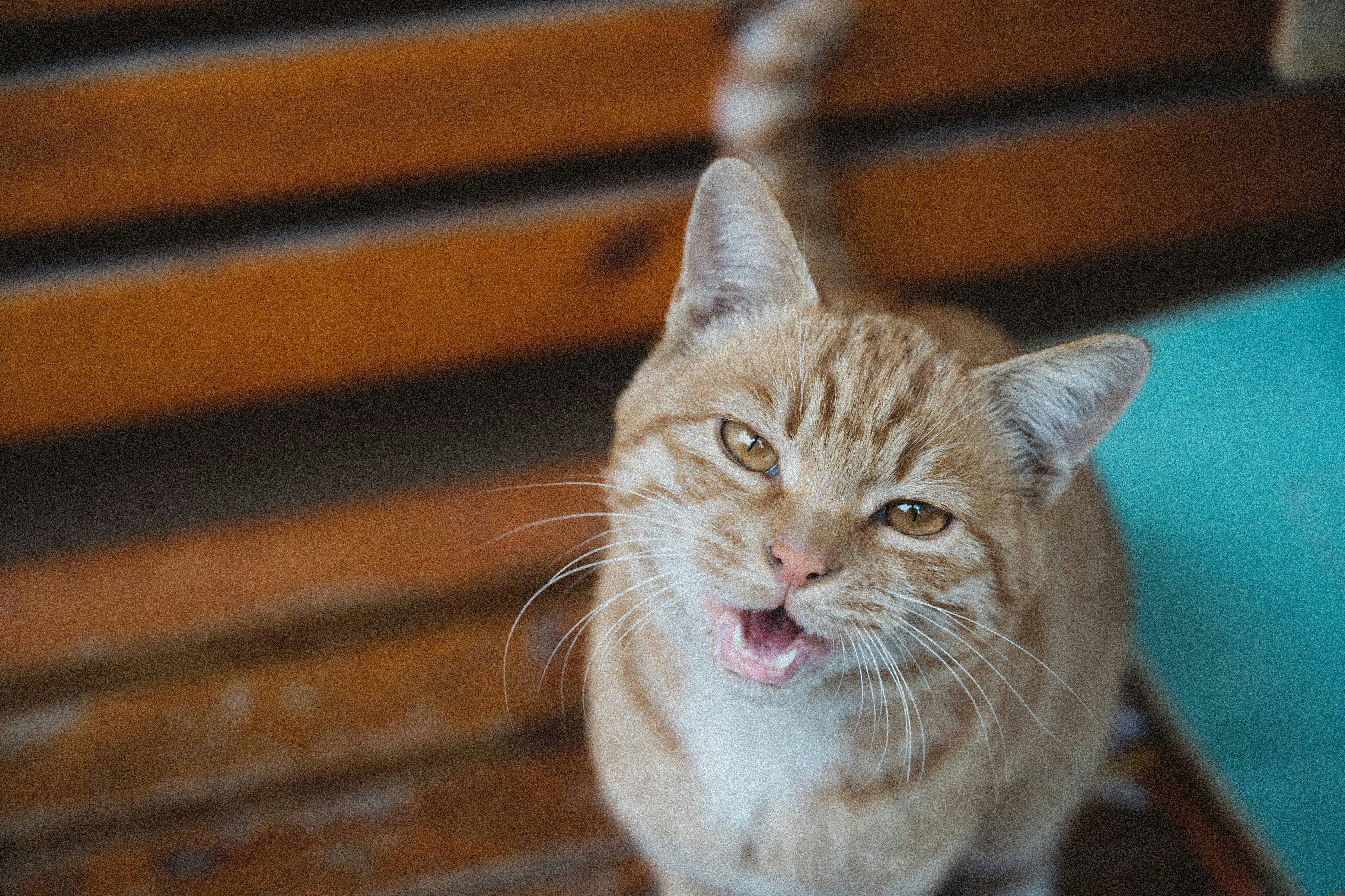 Un gatto tigrato arancione che alza lo sguardo con la bocca aperta