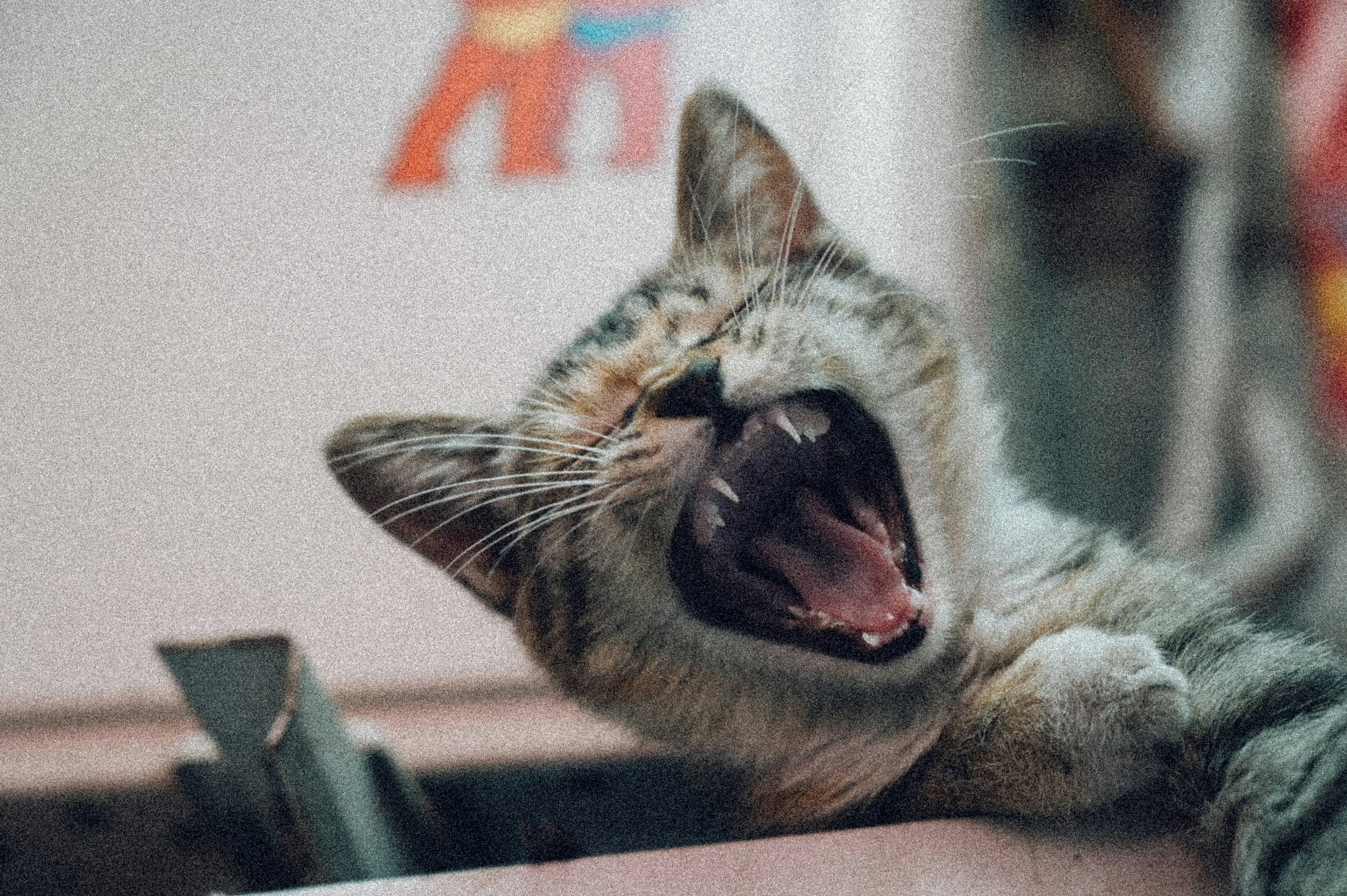 Un gatto tigrato sbadiglia ampiamente, mostrando denti e lingua