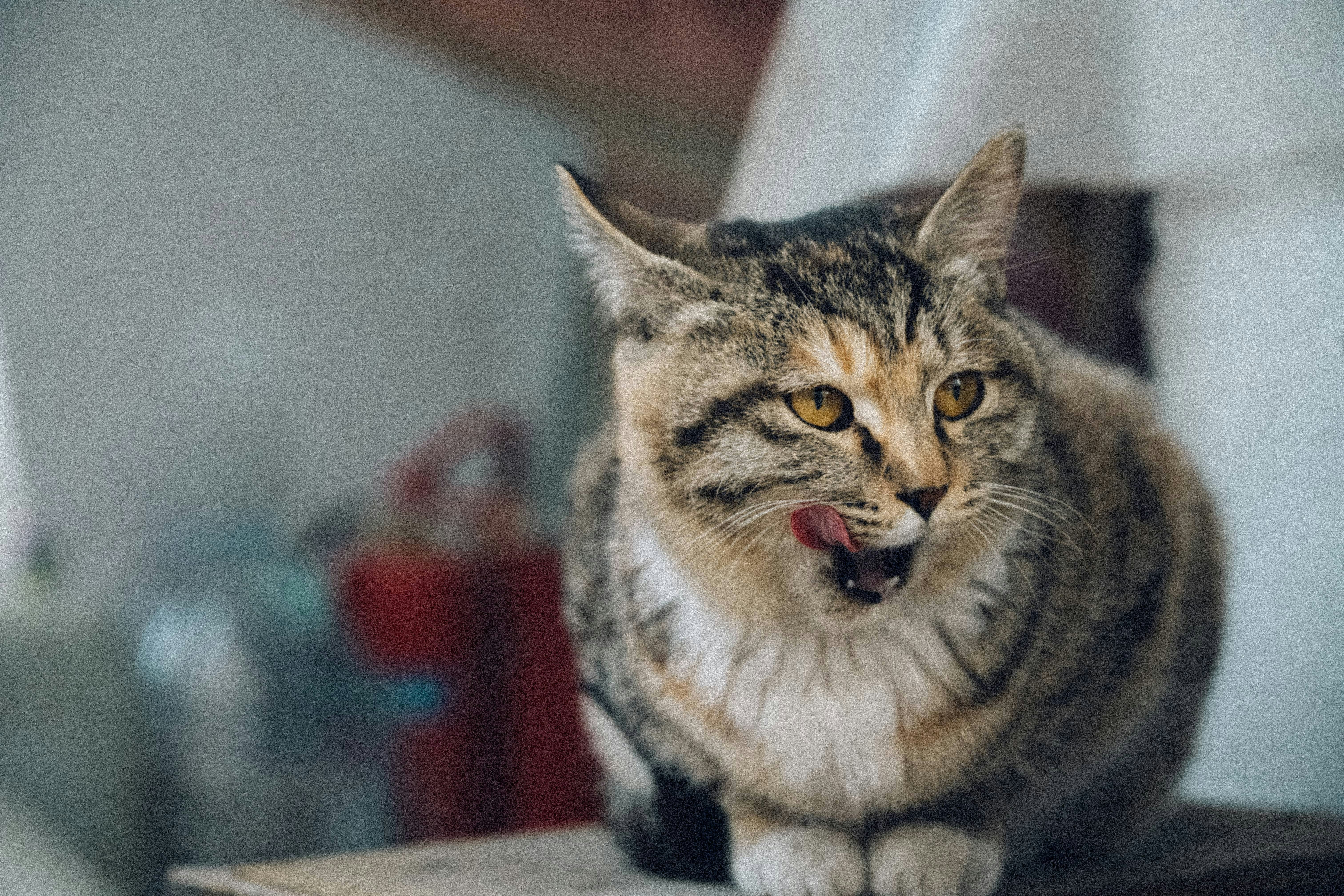 Un gatto tigrato che si lecca le labbra con uno sfondo sfocato