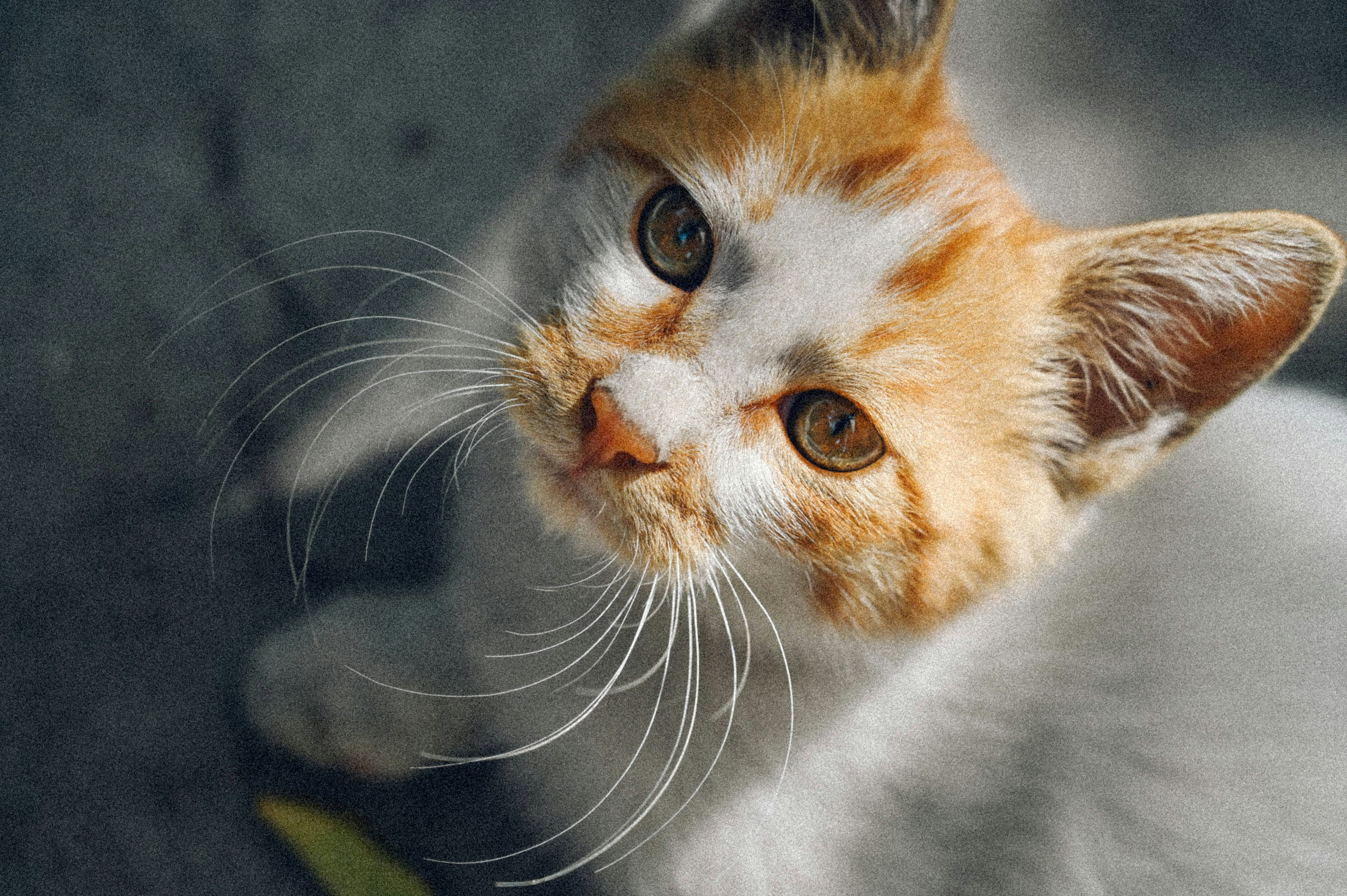 Un gatto bianco e arancione alza lo sguardo con occhi curiosi