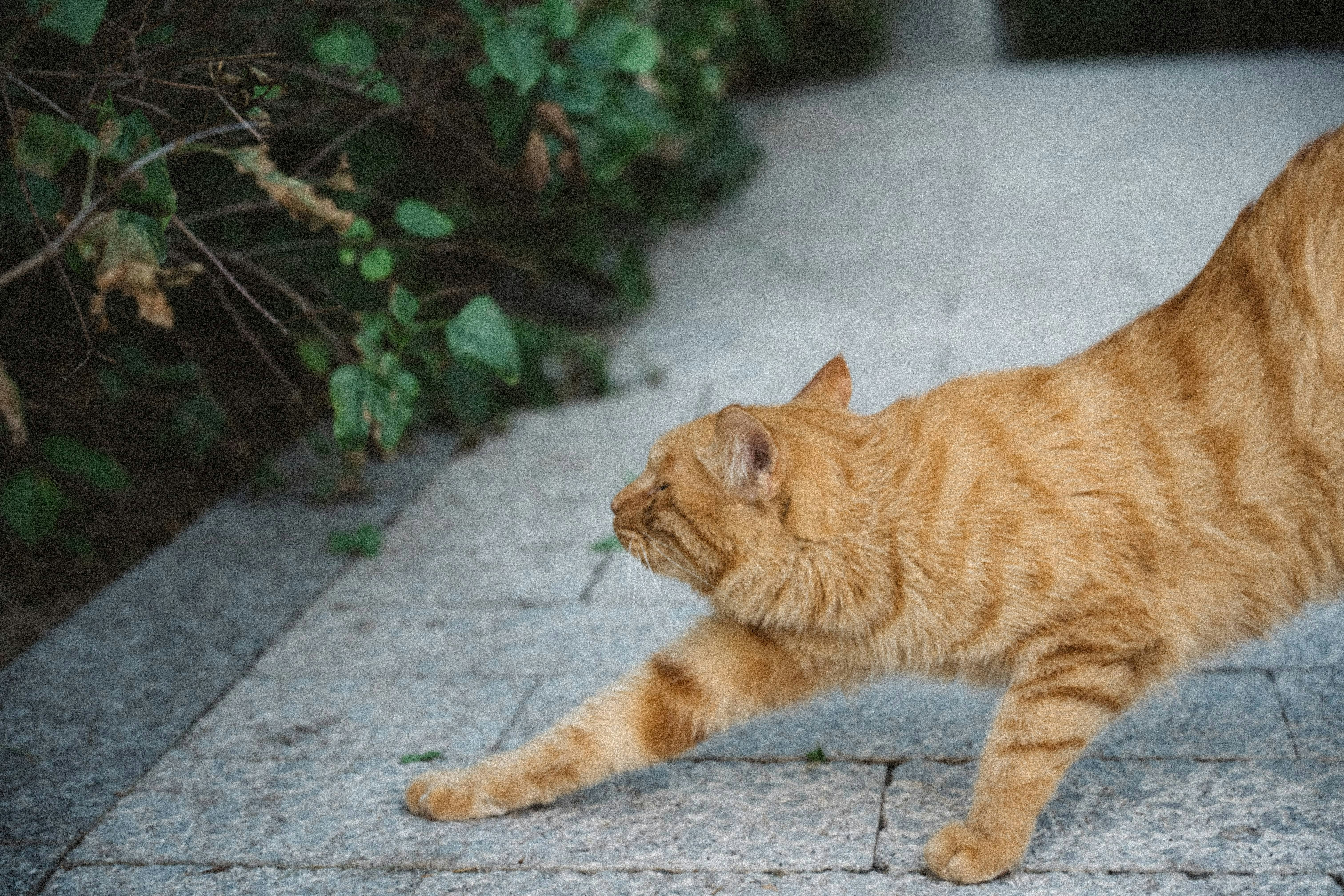 An orange tabby cat stretching on a stone path.