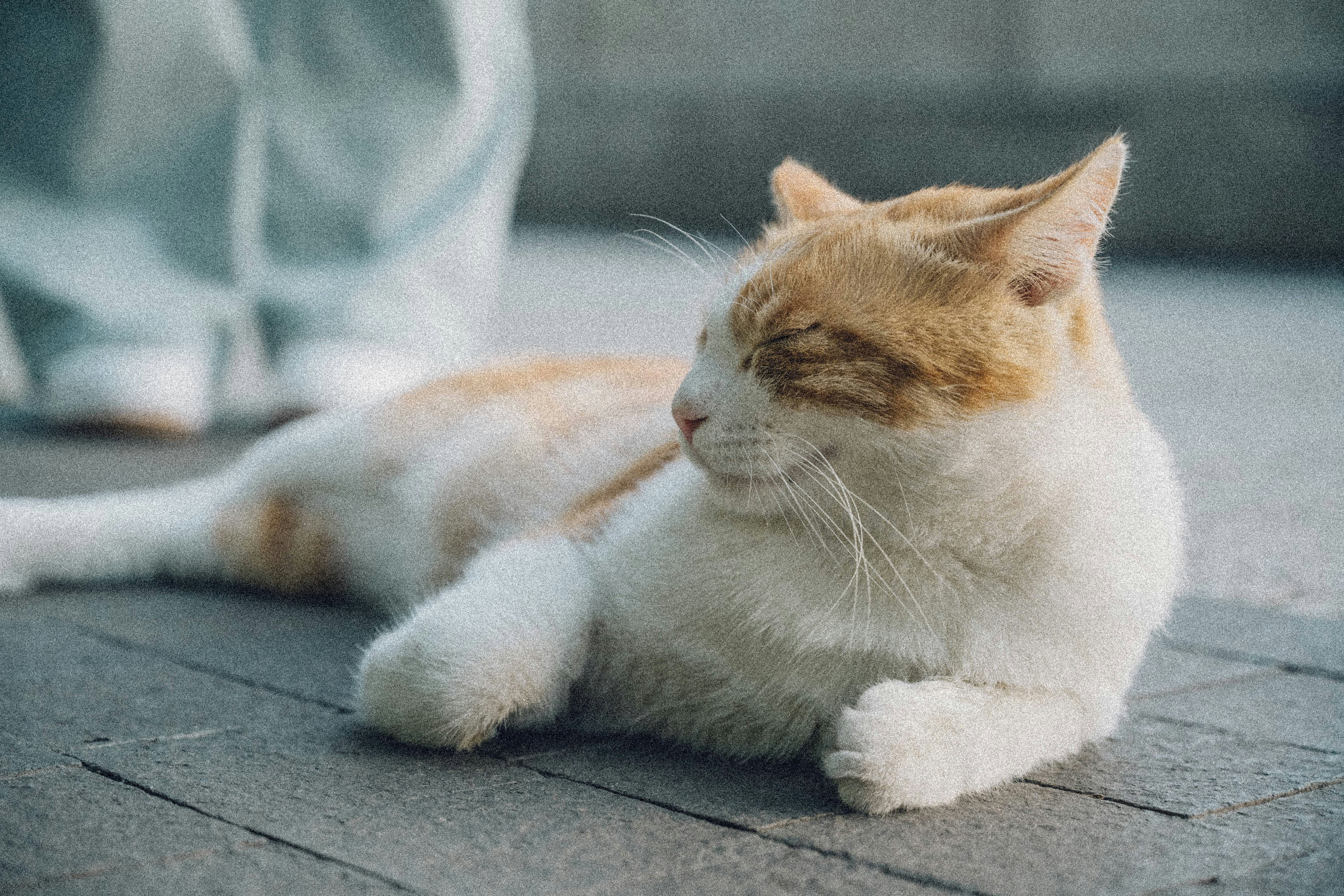 Un gatto arancione e bianco rilassato disteso a terra