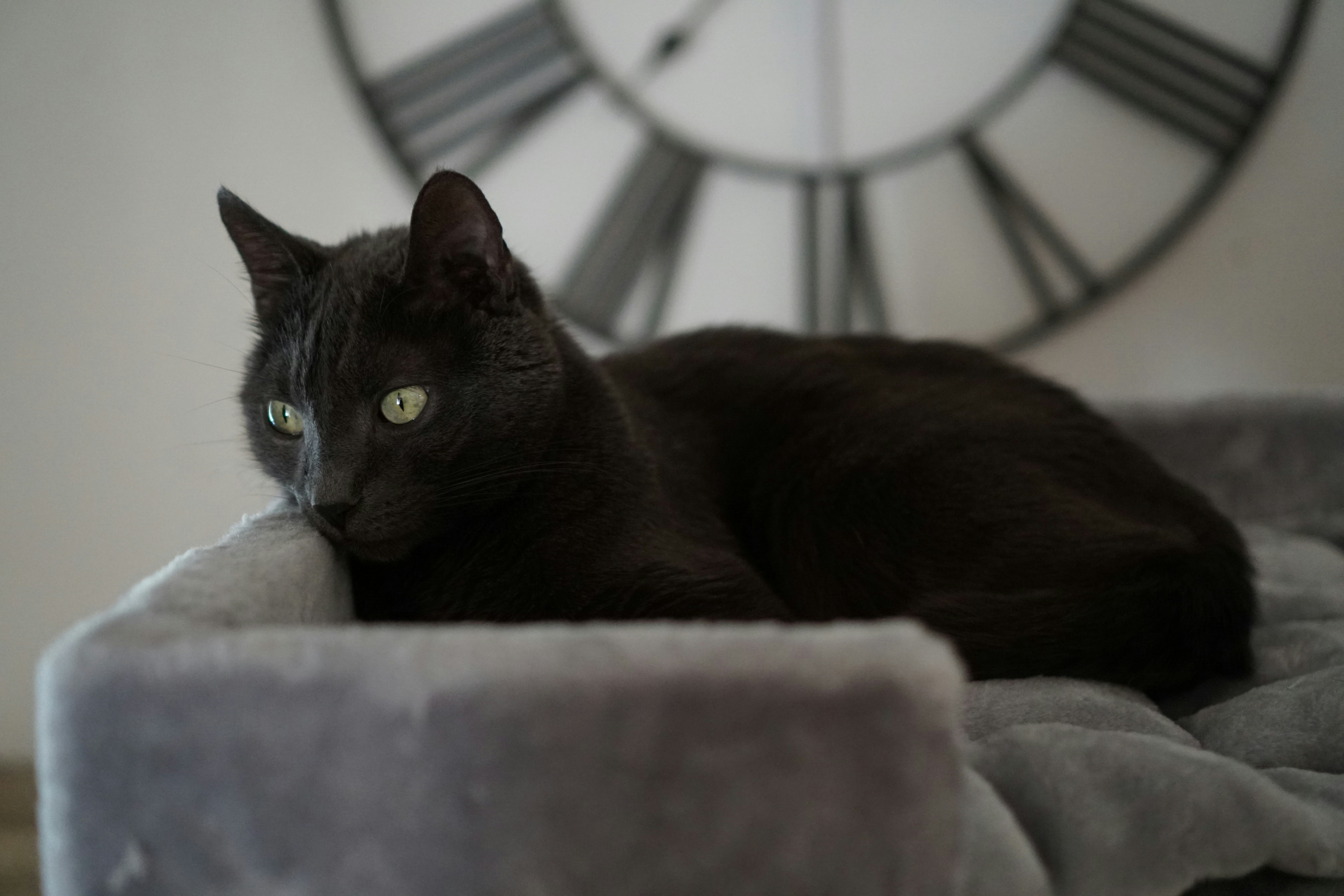plush cat bed closeup
