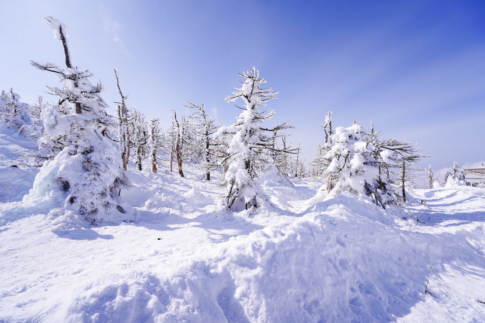 蔵王山の山頂付近。青空の下、雪と氷に覆われた樹氷が雪原に並んでいる