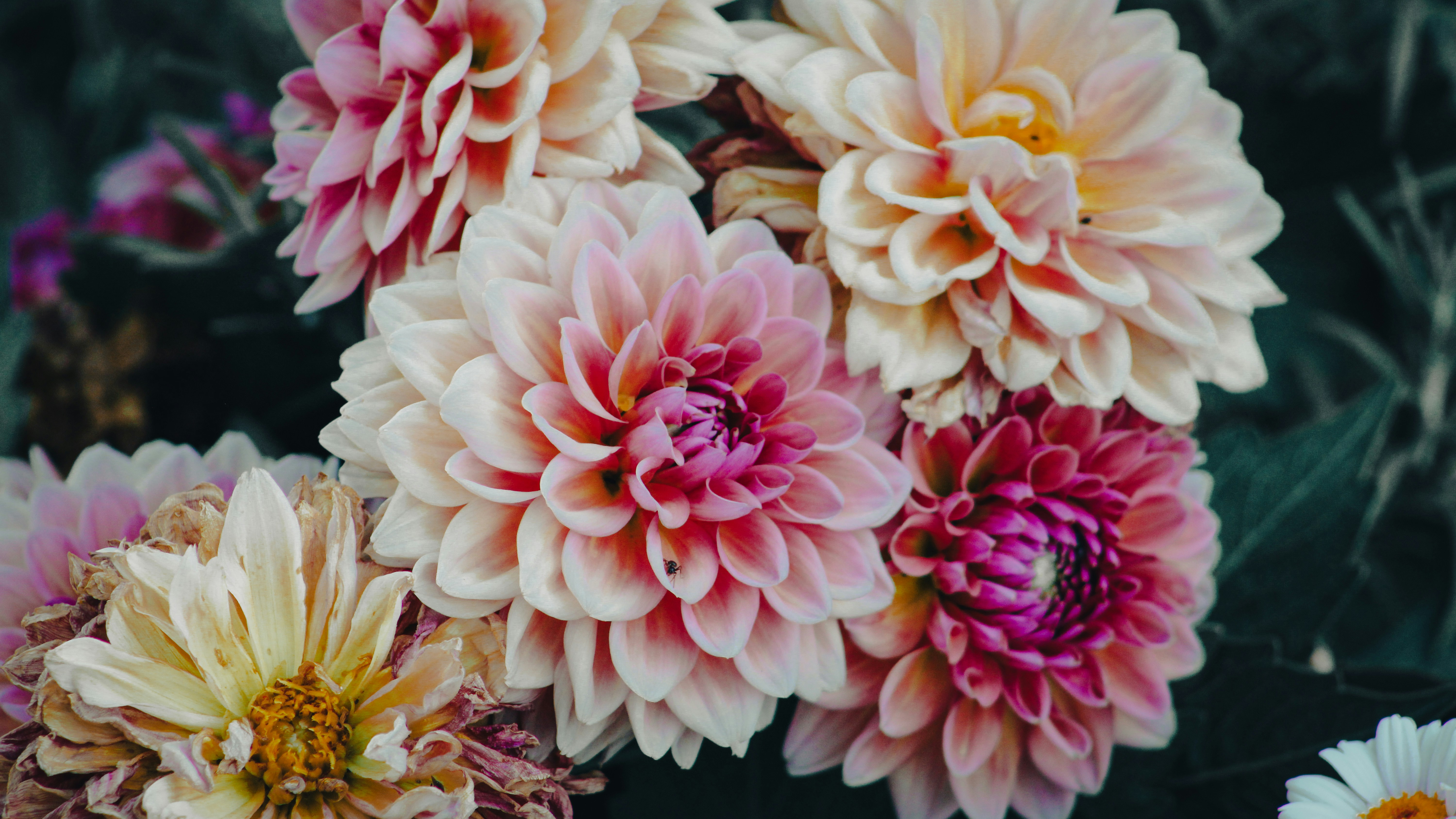 Bunga dahlia merah muda dan krem yang indah sedang mekar.