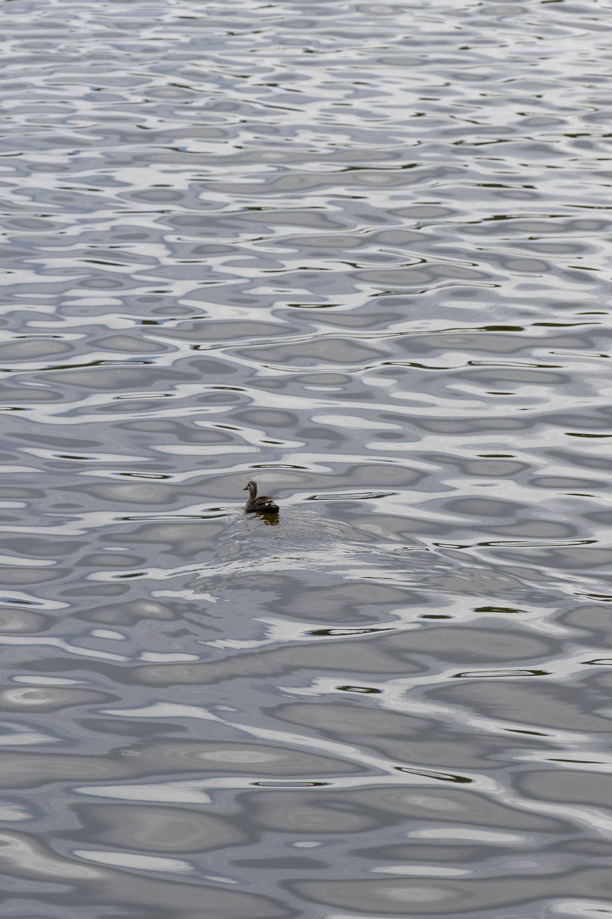 A small duck swims in rippled gray water