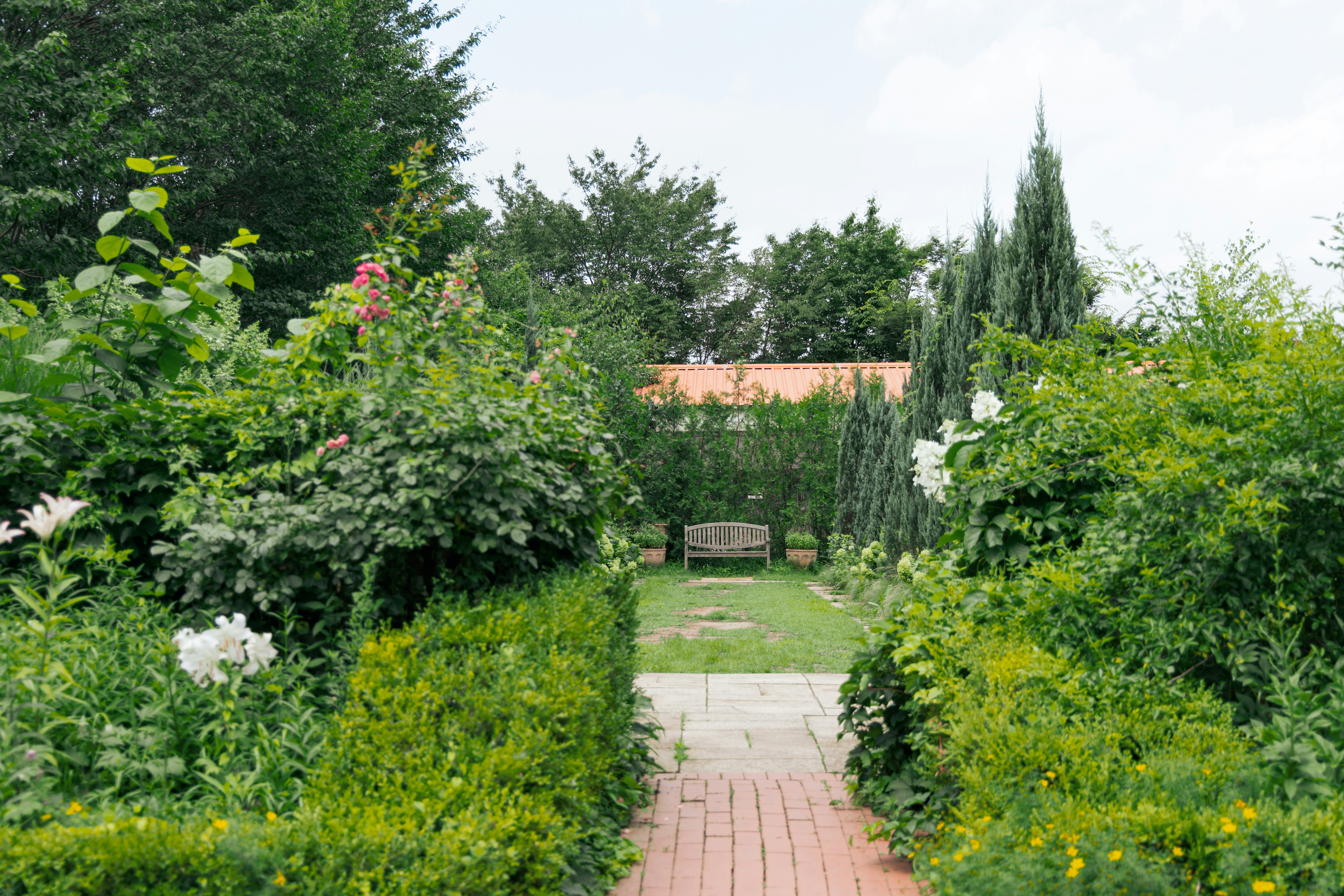 Green garden path with hedges leading to a wooden bench