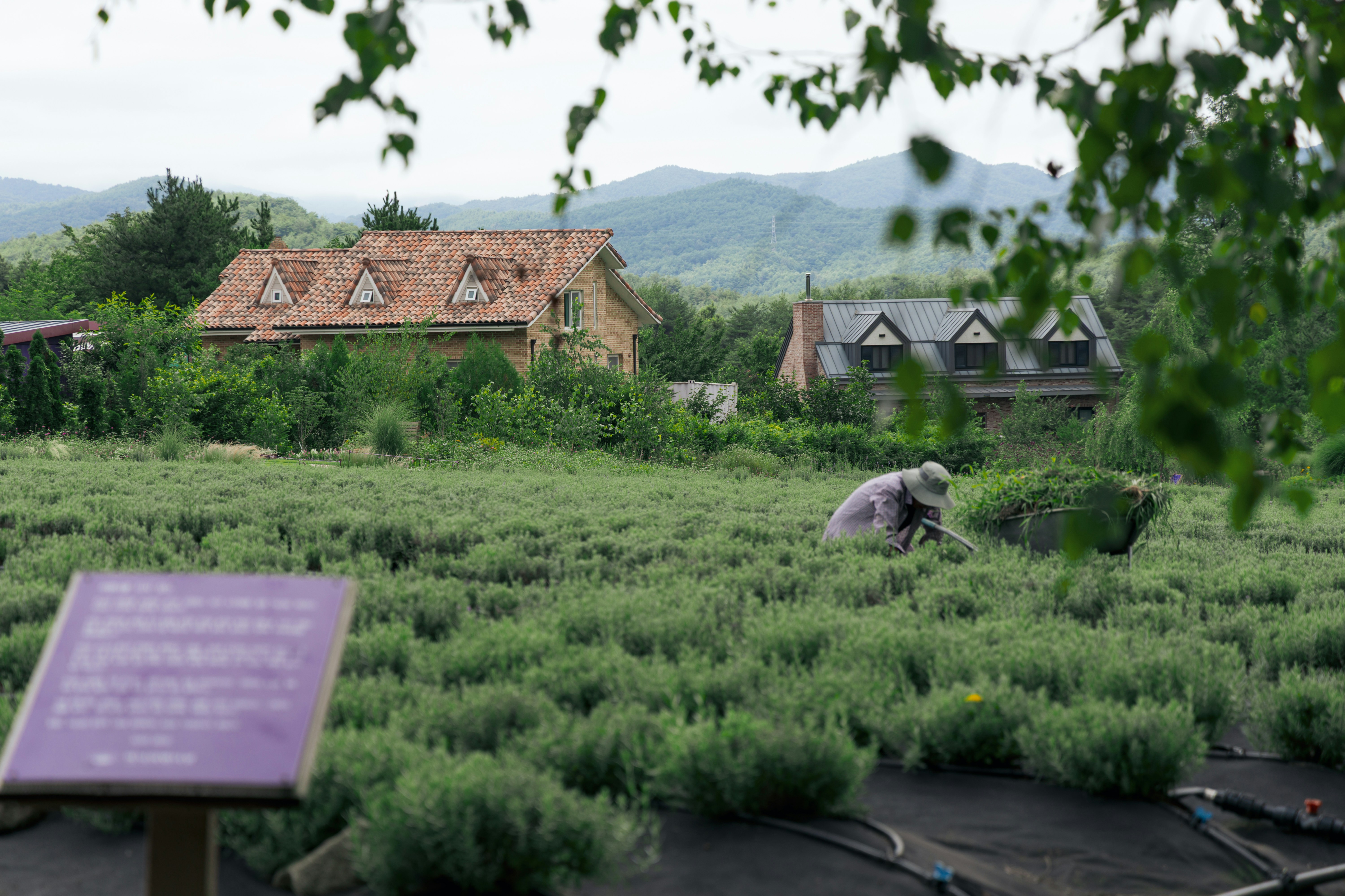 Worker tending green plants with houses and mountains
