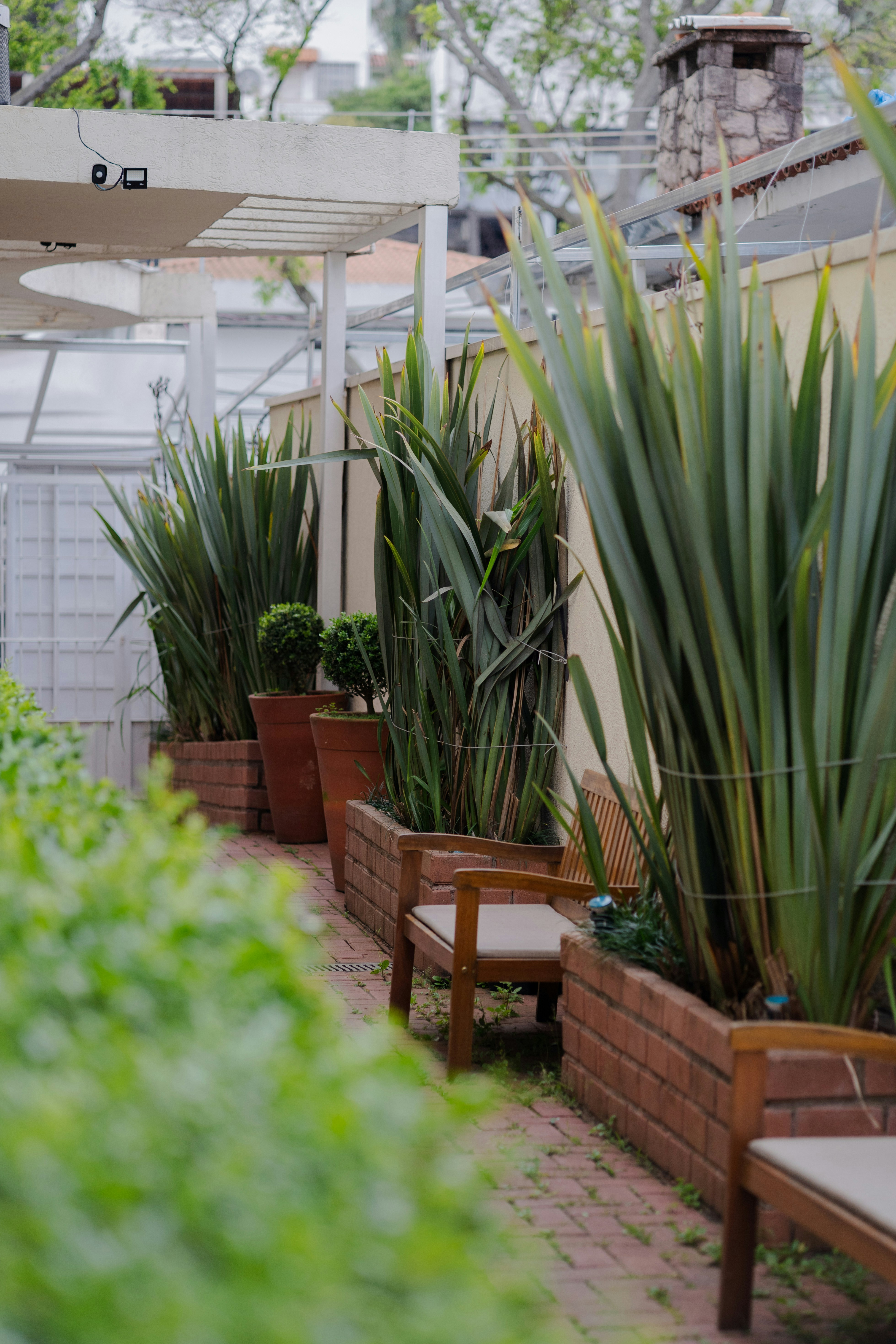 Brick pathway lined with tall plants and wooden benches.