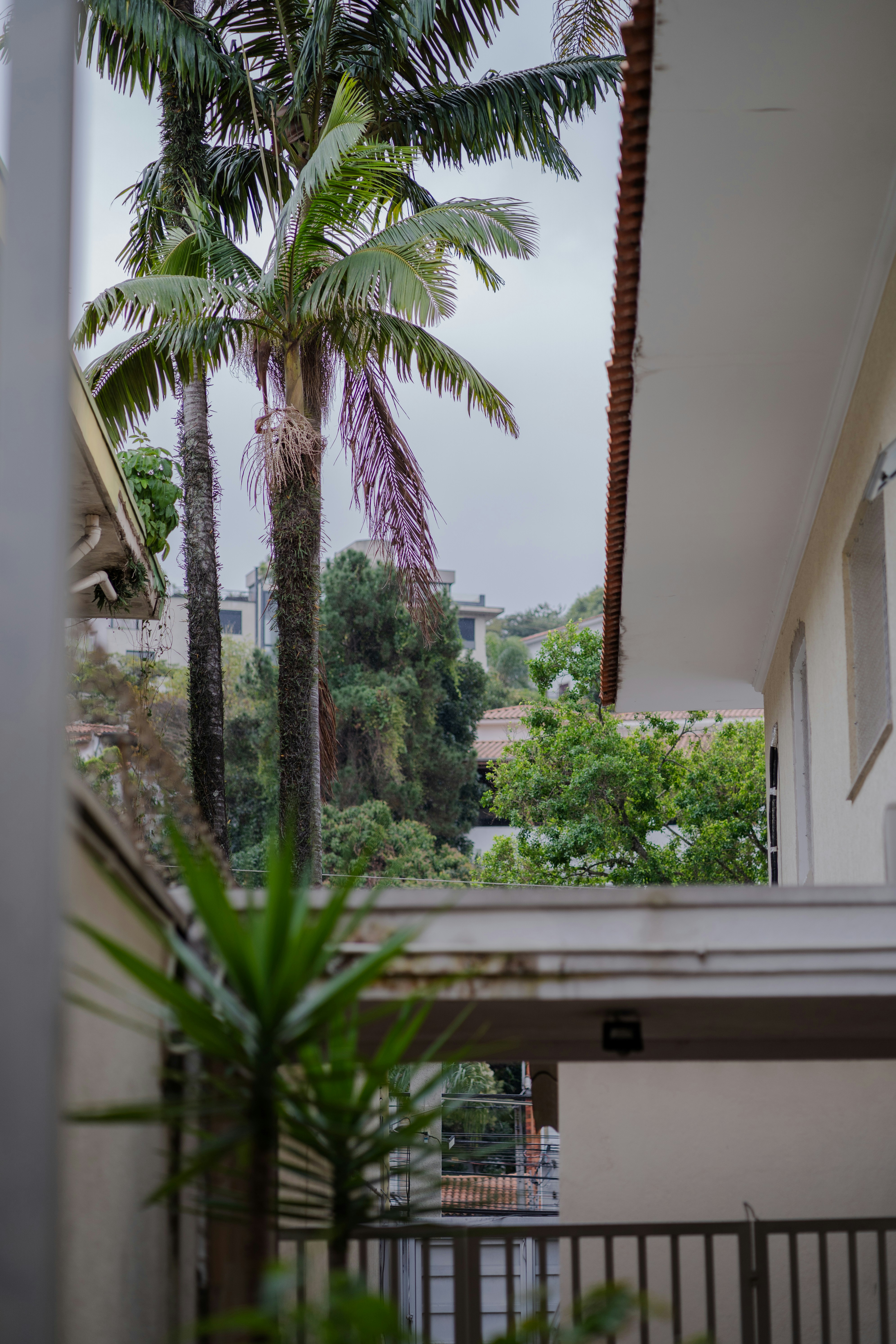Lush palm trees and residential buildings under an overcast sky.