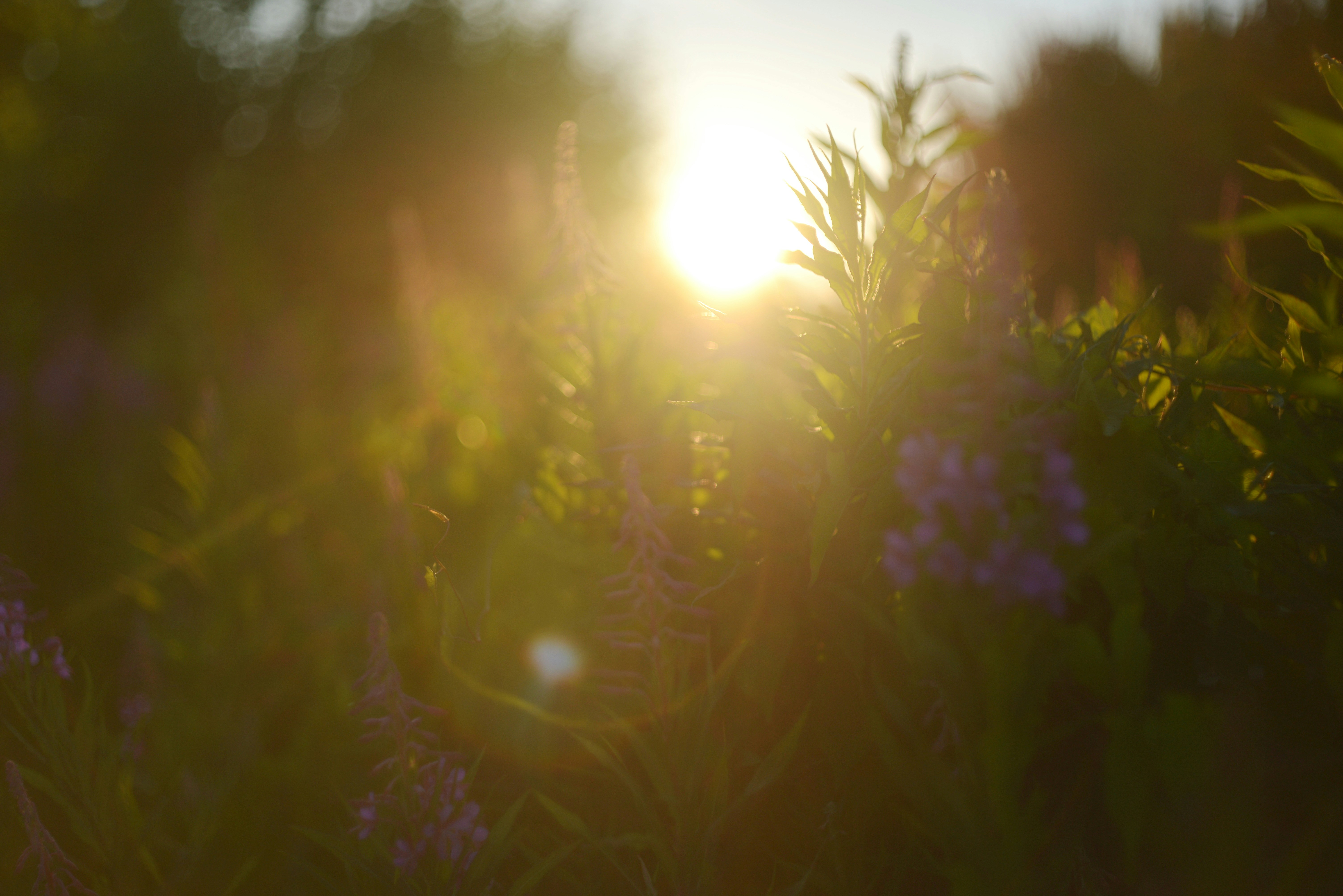 Ambient Focus, Digital Serenity, Micro-Nudge UI