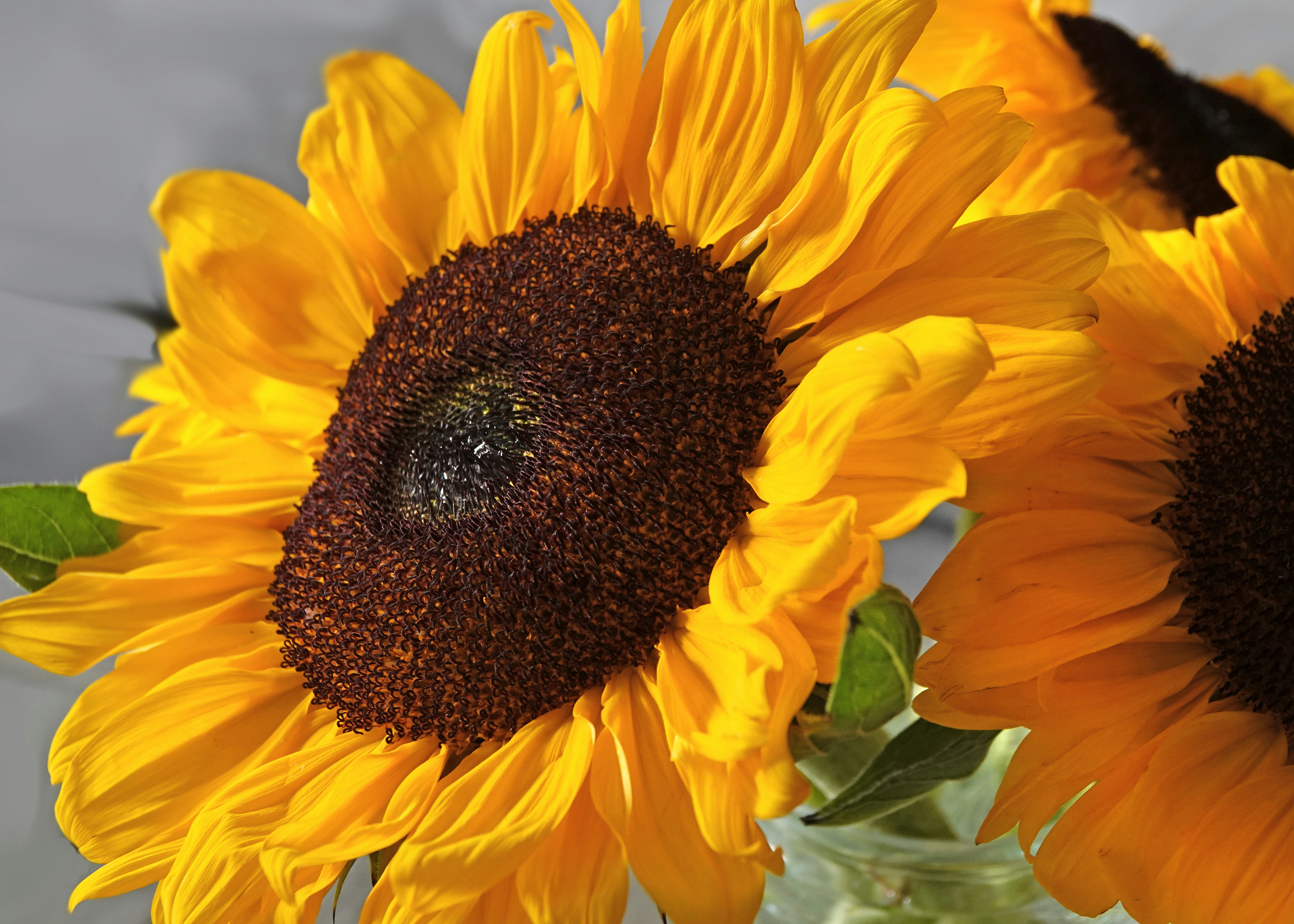 Bright yellow sunflowers with dark centers against a light background.