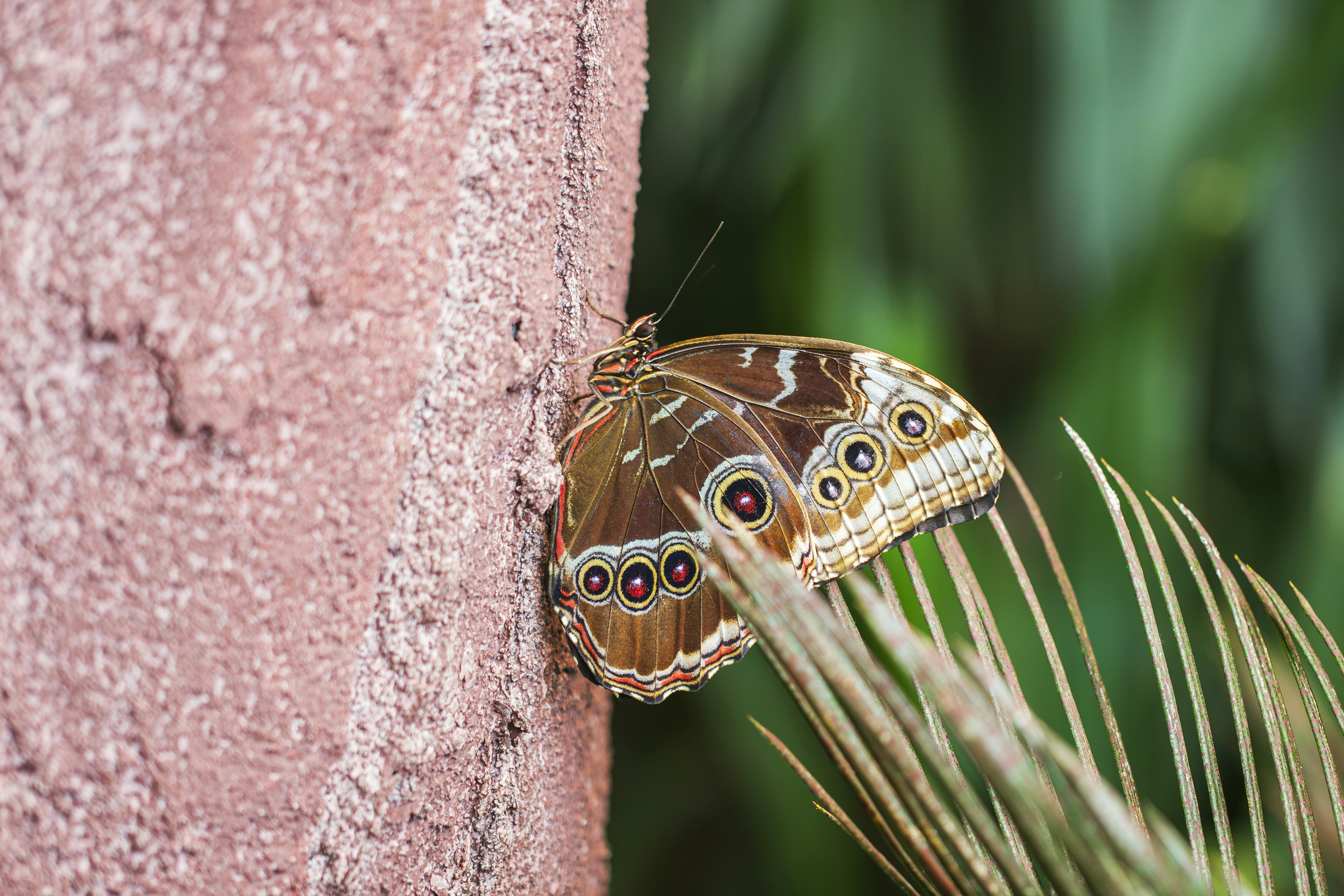 Butterfly with patterned wings on a textured stone wall