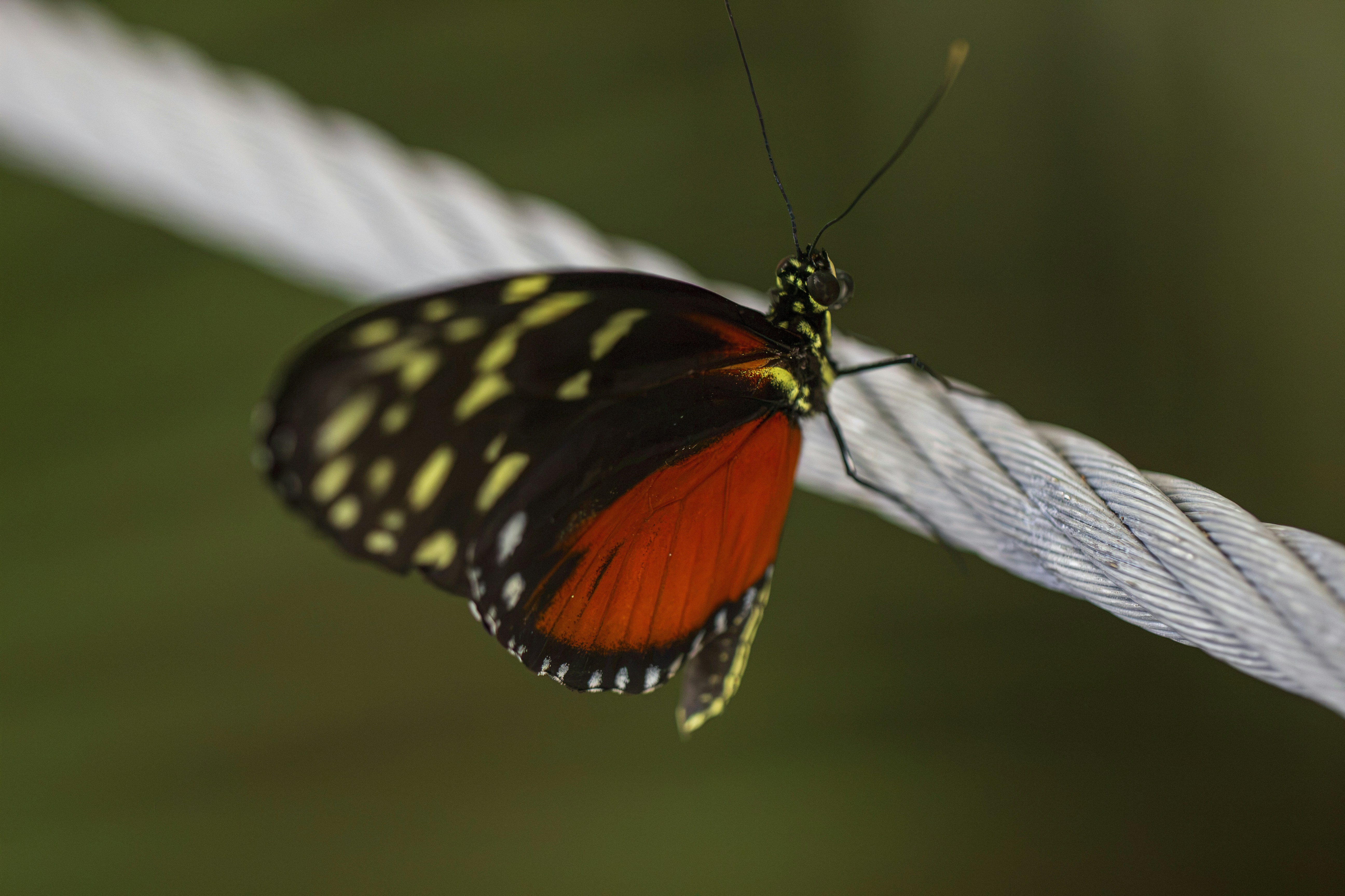 Red and yellow patterned butterfly resting on rope