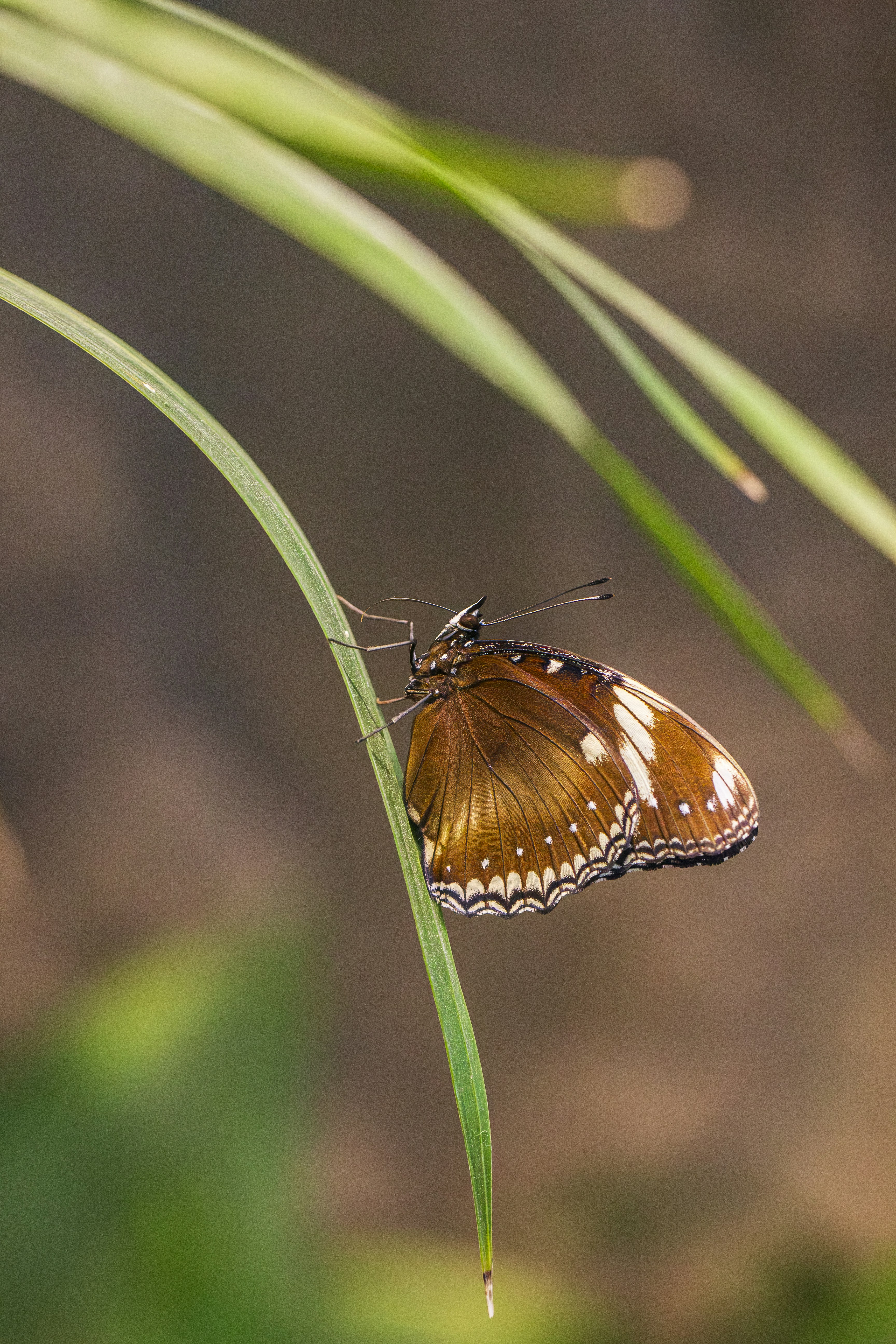 Brown and white butterfly on green leaf