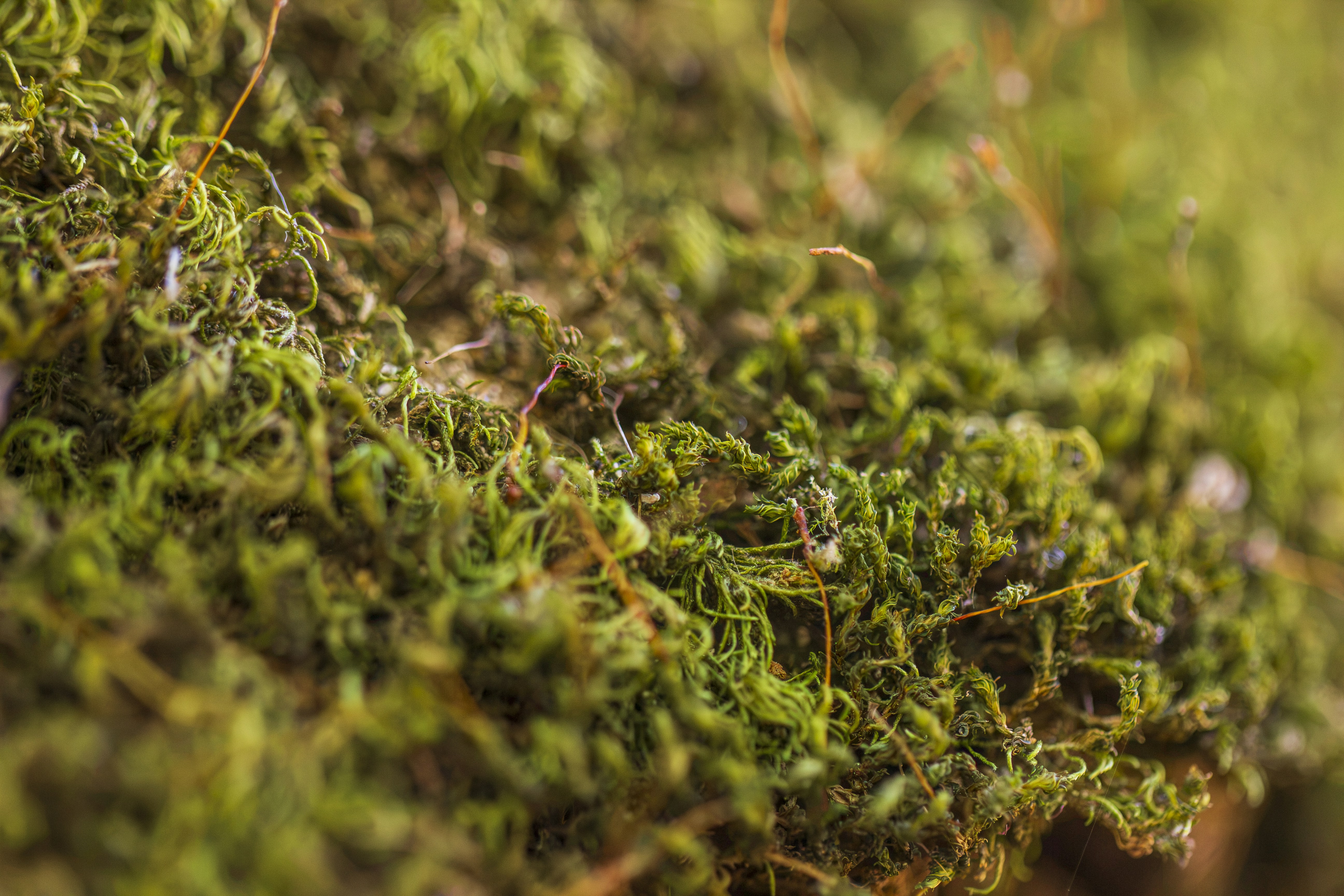 Lush green rainforest moss texture