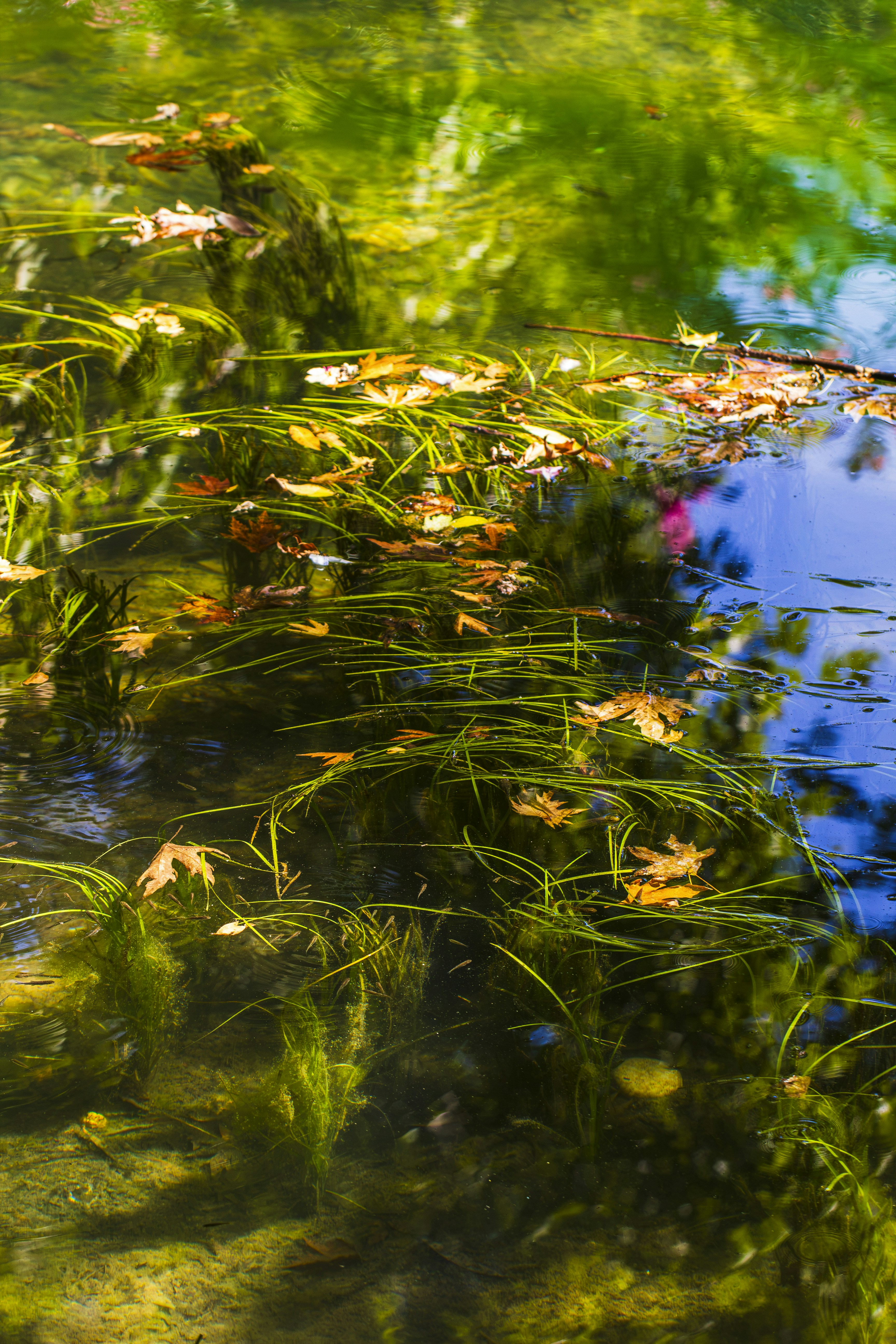 Sunlit green algae and leaves floating in water