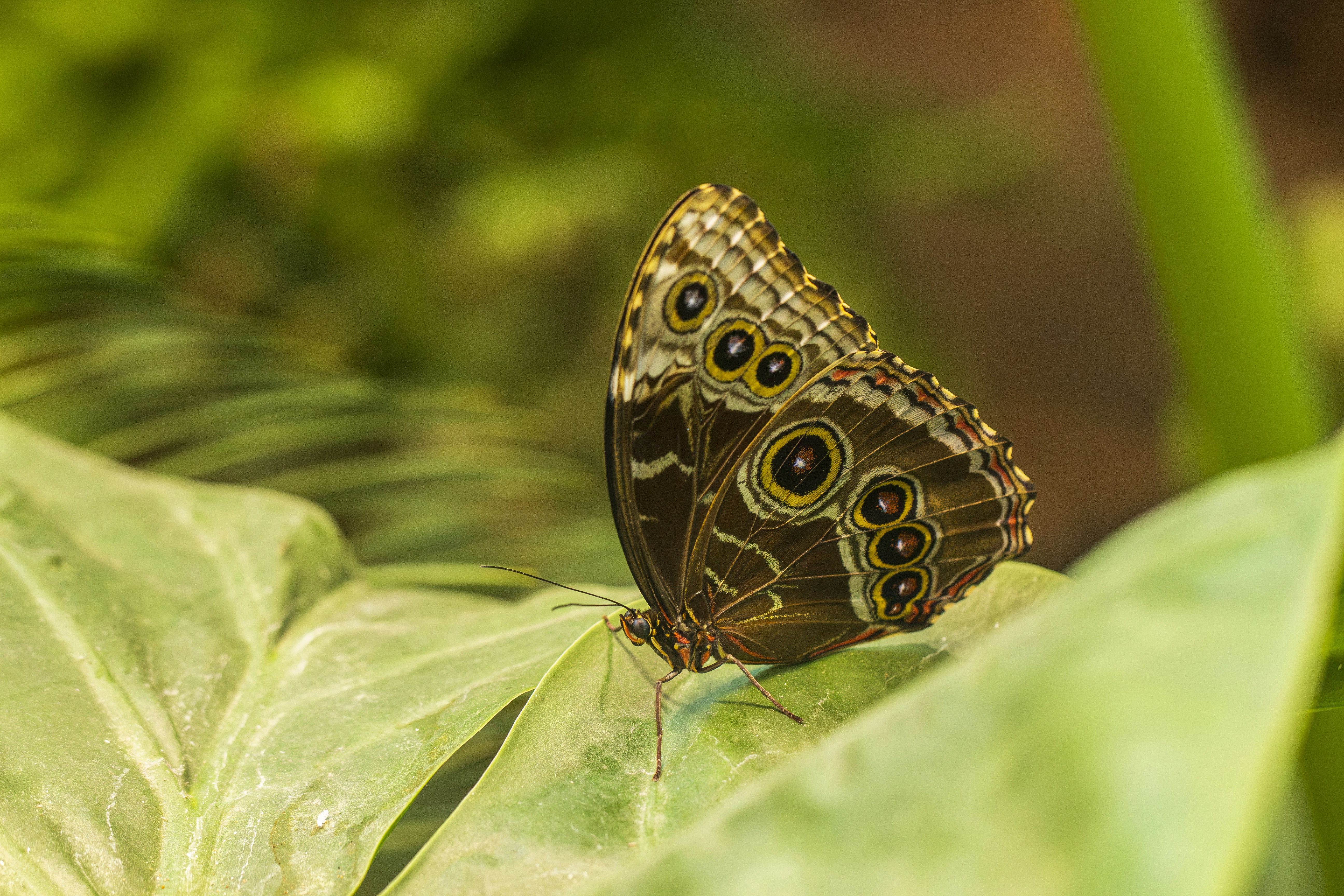 Tropical butterfly with patterned wings on green leaf