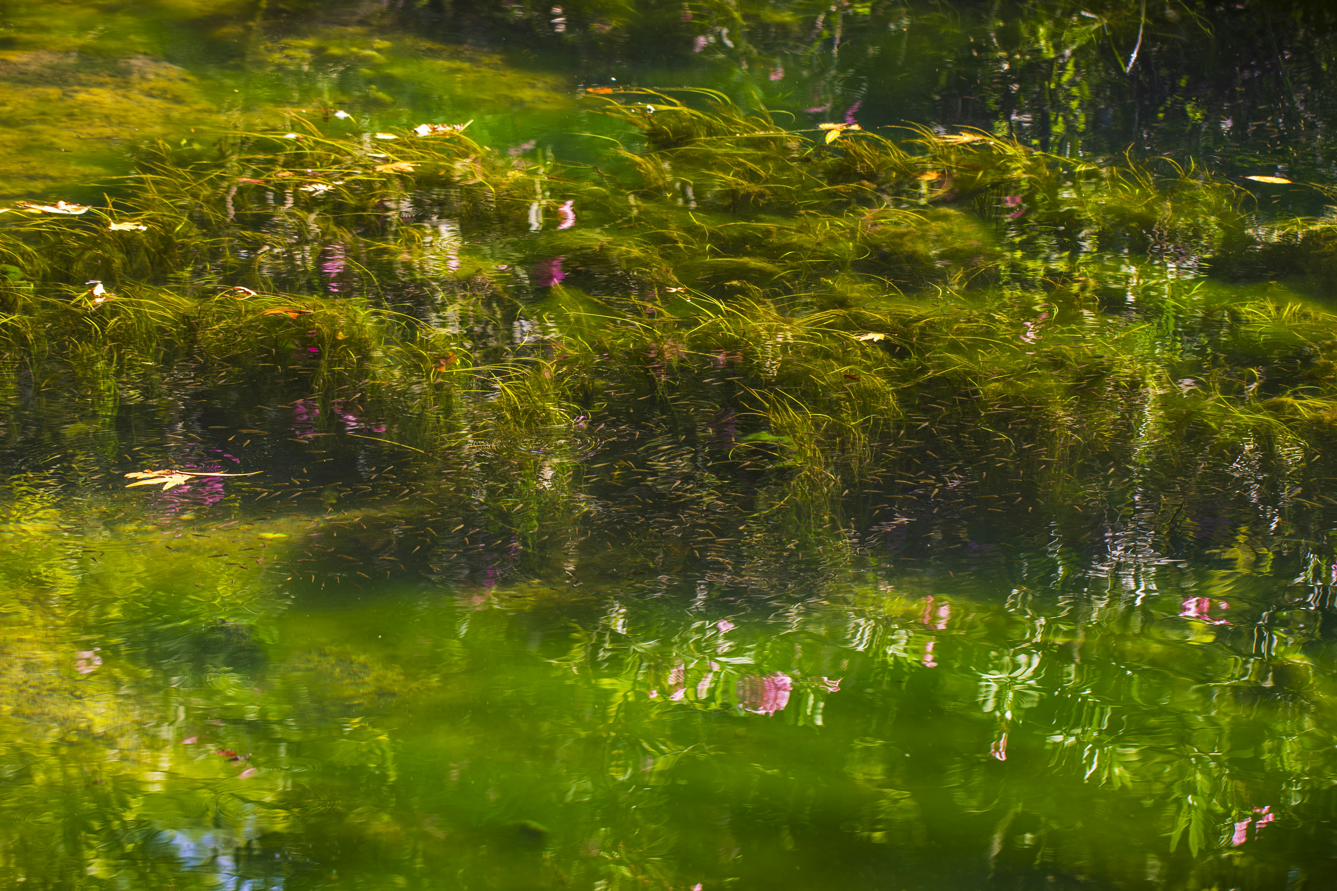 Sunlit green algae and leaves floating on lake