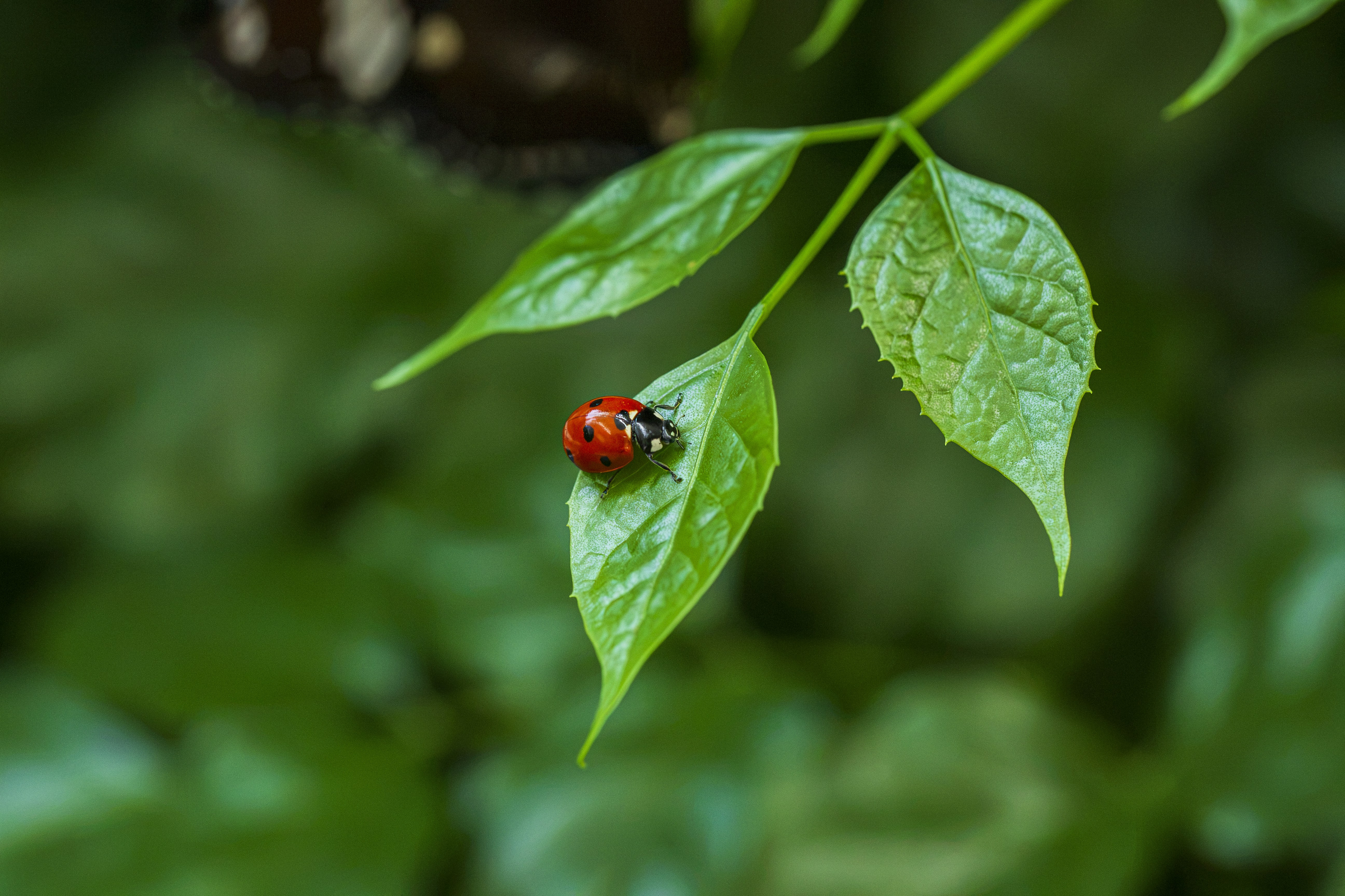 Ladybug on green foliage, macro close-up