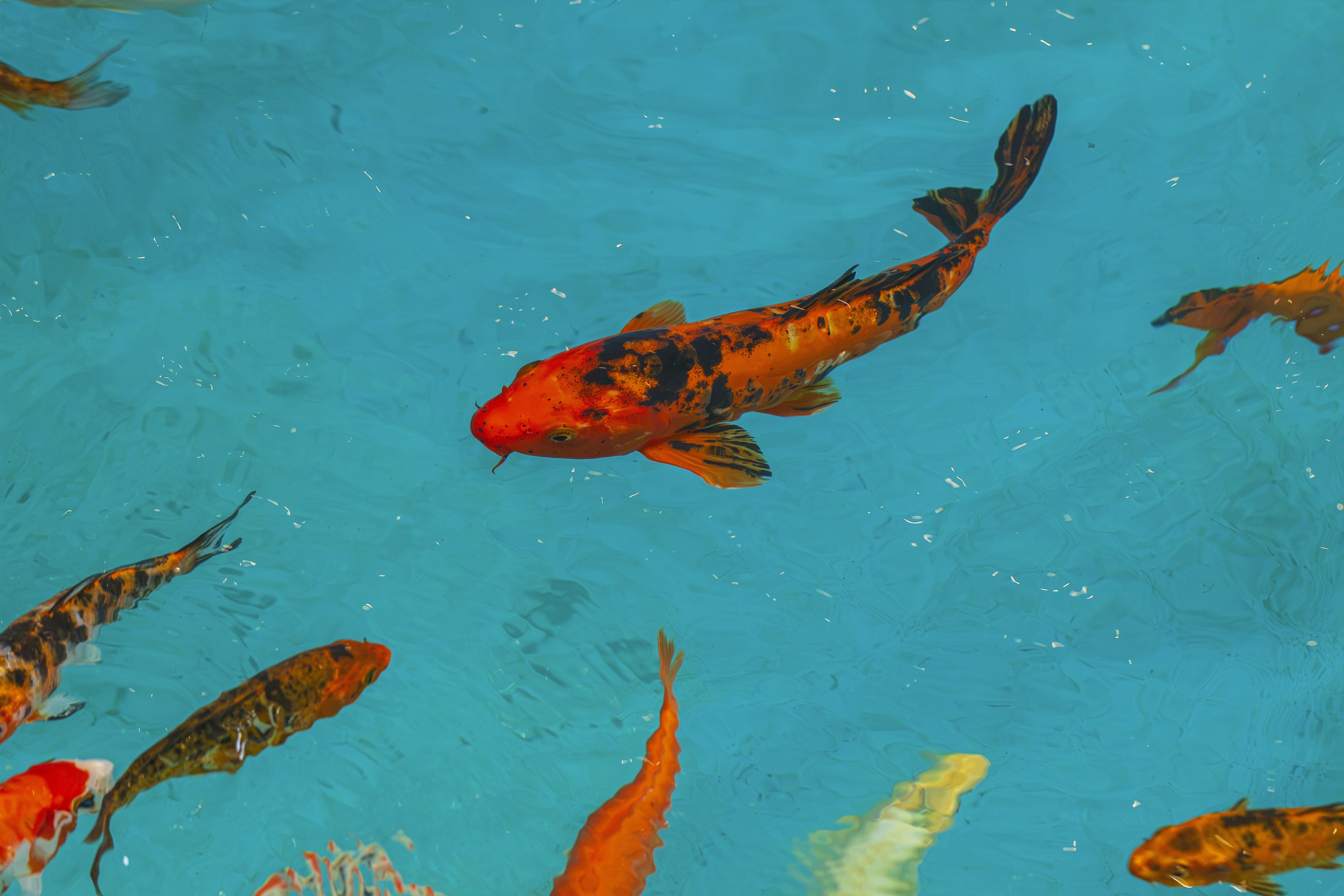 Colorful koi fish swimming in a peaceful pond