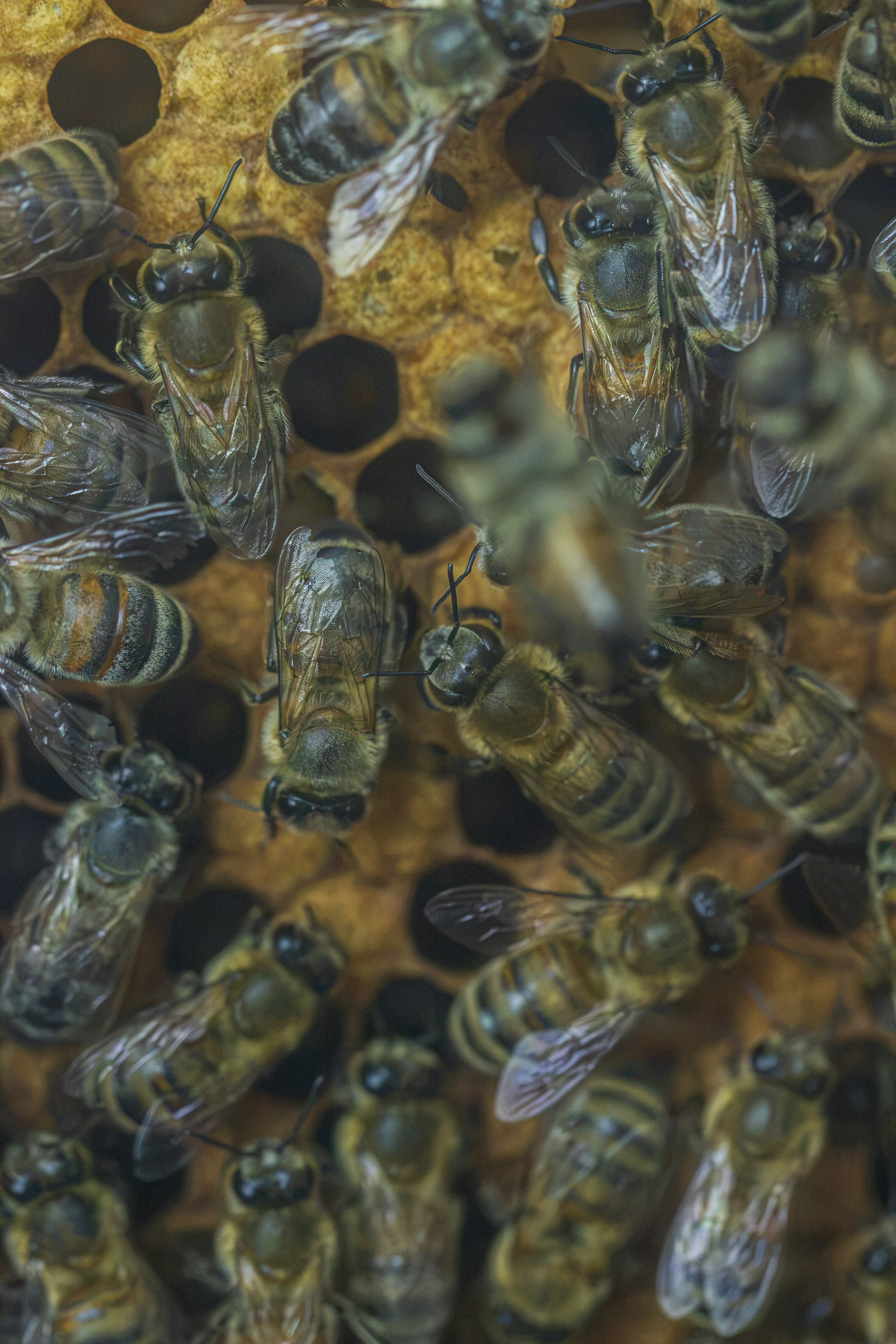 Honey bees working on a honeycomb