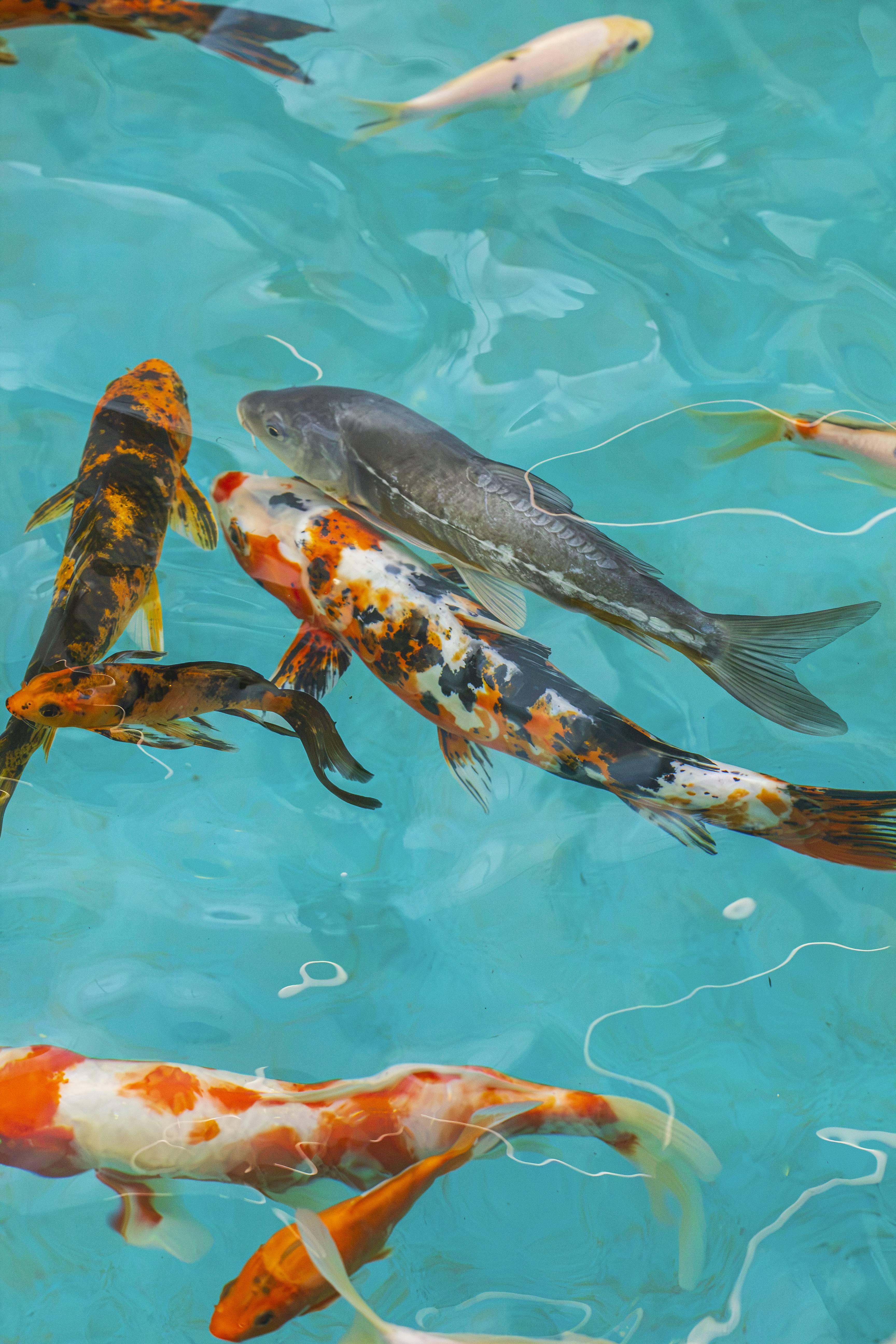Colorful koi fish swimming in a peaceful pond