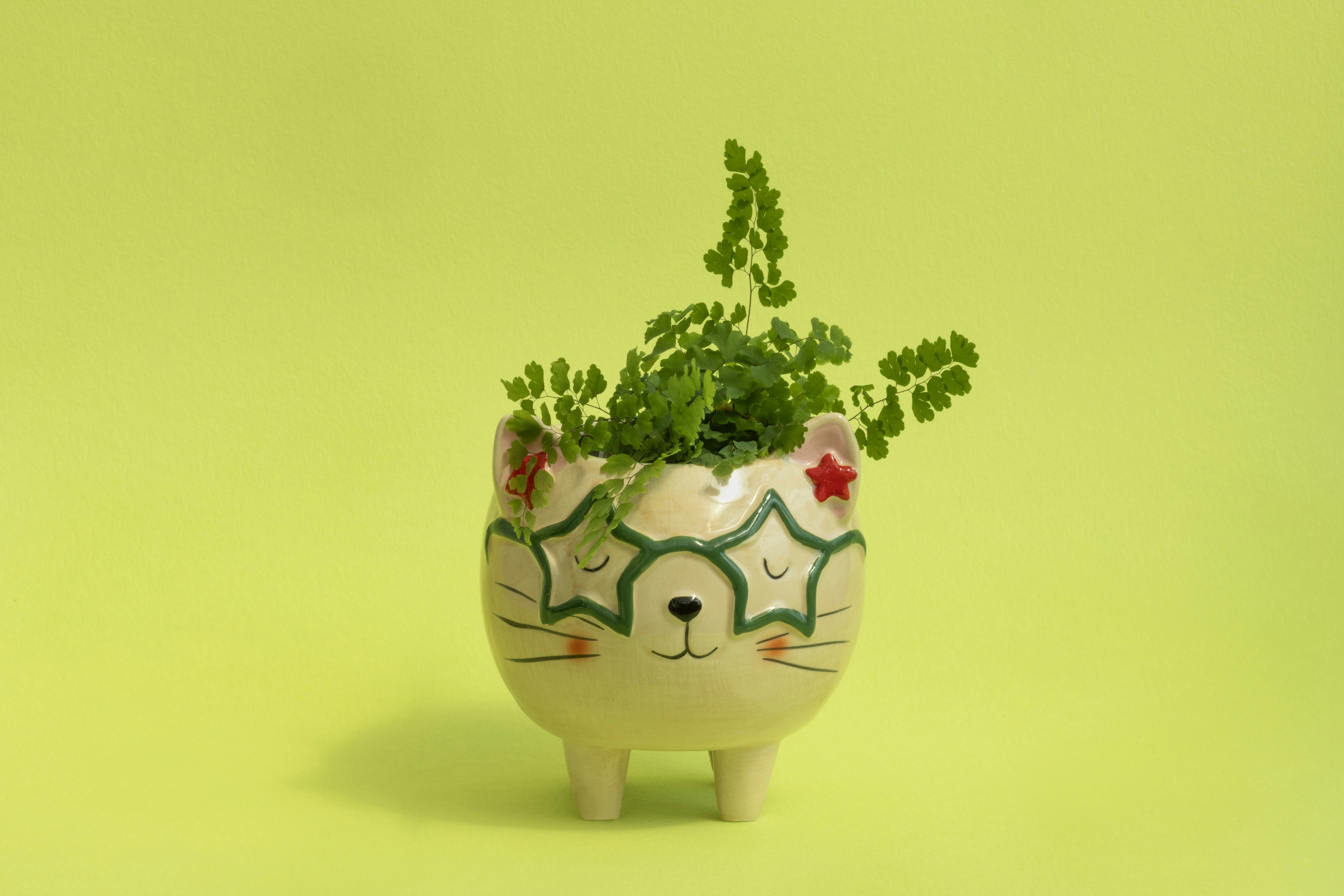 A cute cat-shaped planter with a green plant on yellow.