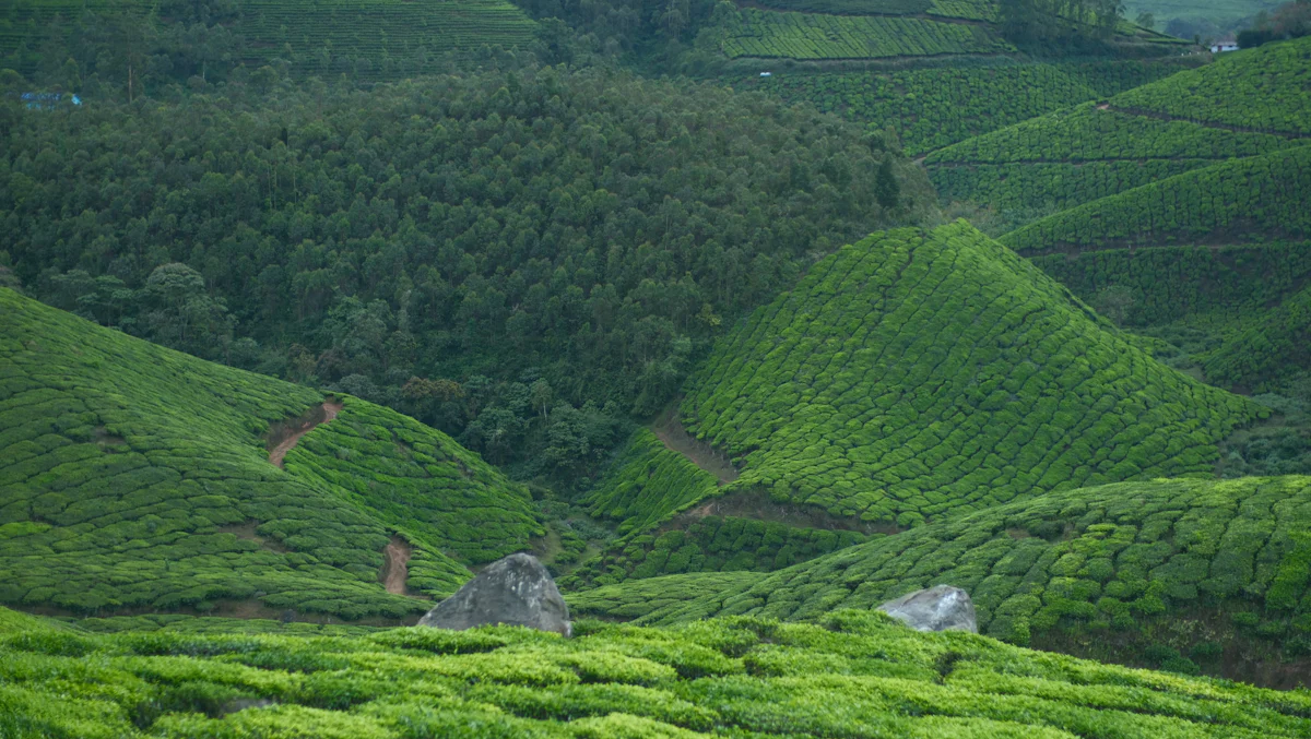 Temi Tea Garden