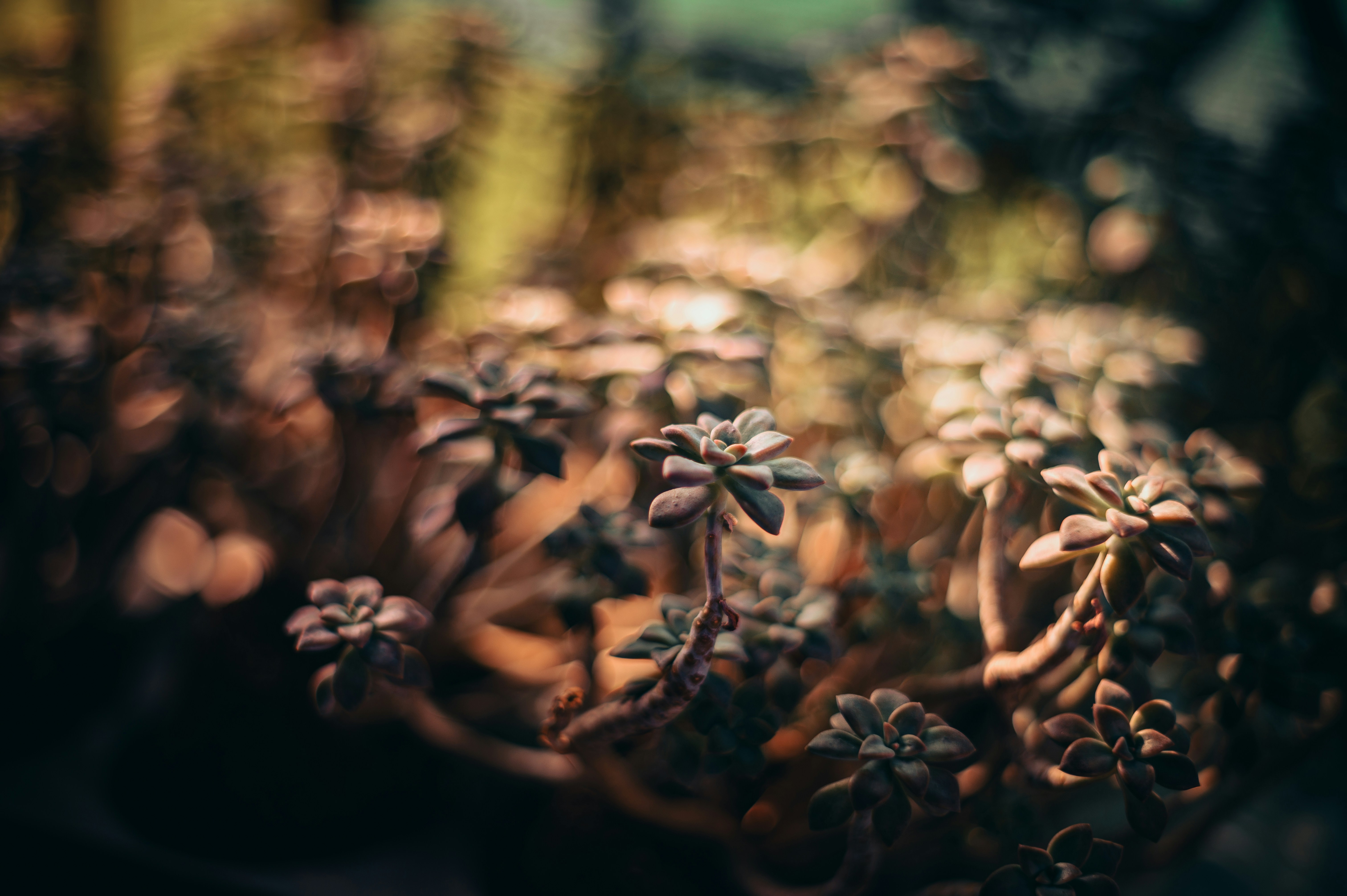 Succulent plants with a warm, soft background.