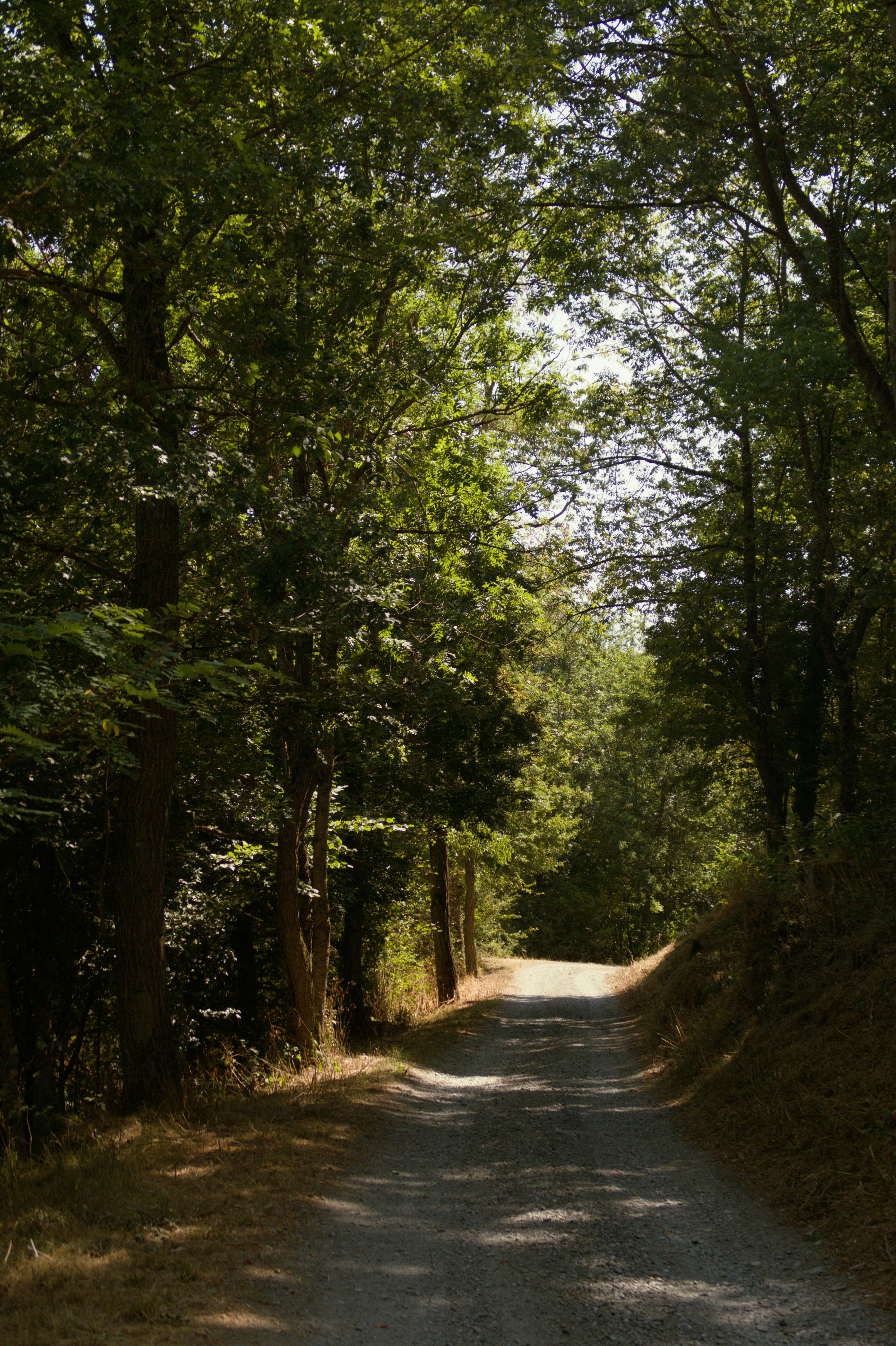 A dirt path winds through a lush green forest