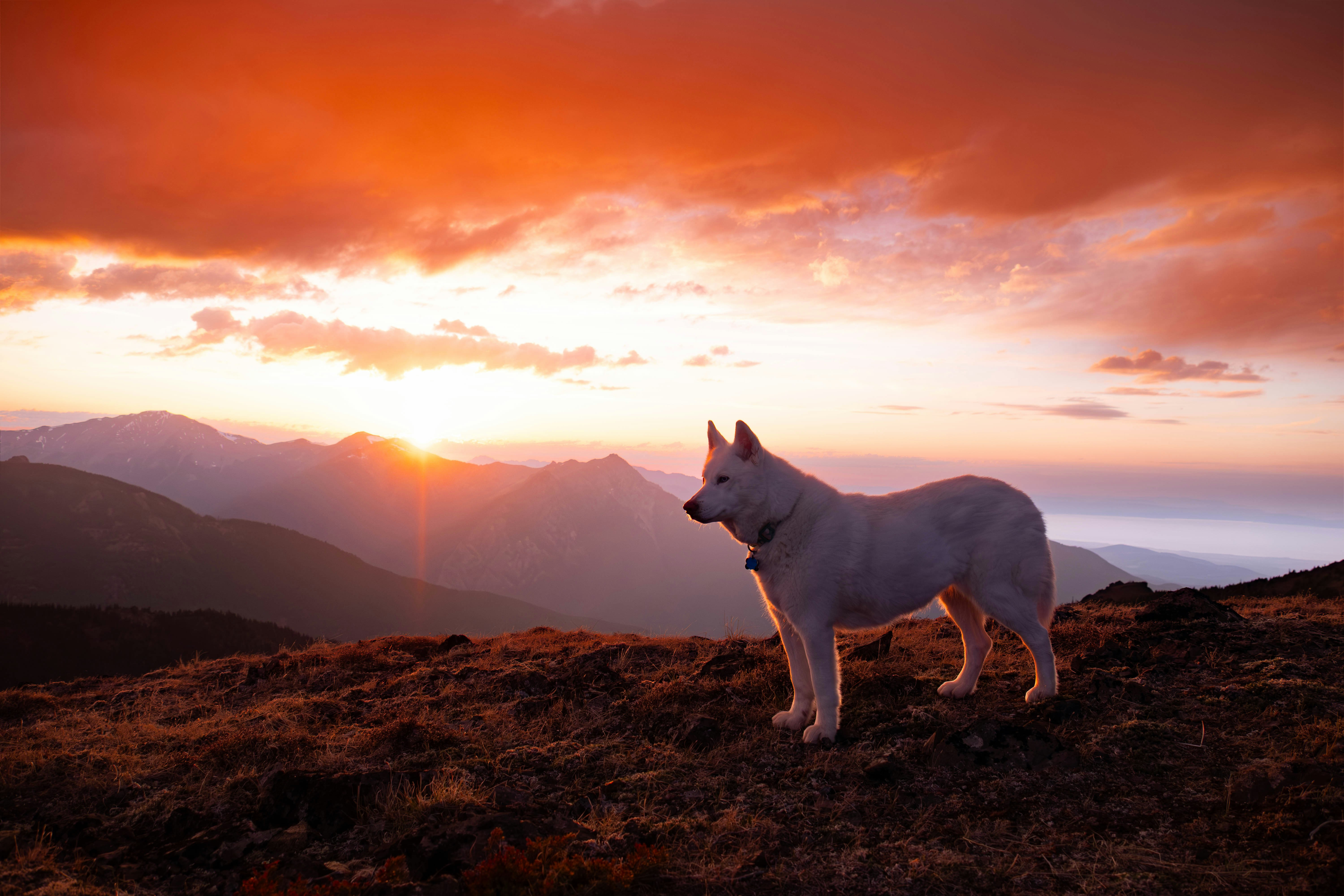 壮麗な白い犬が美しい山の夕焼けを眺めています