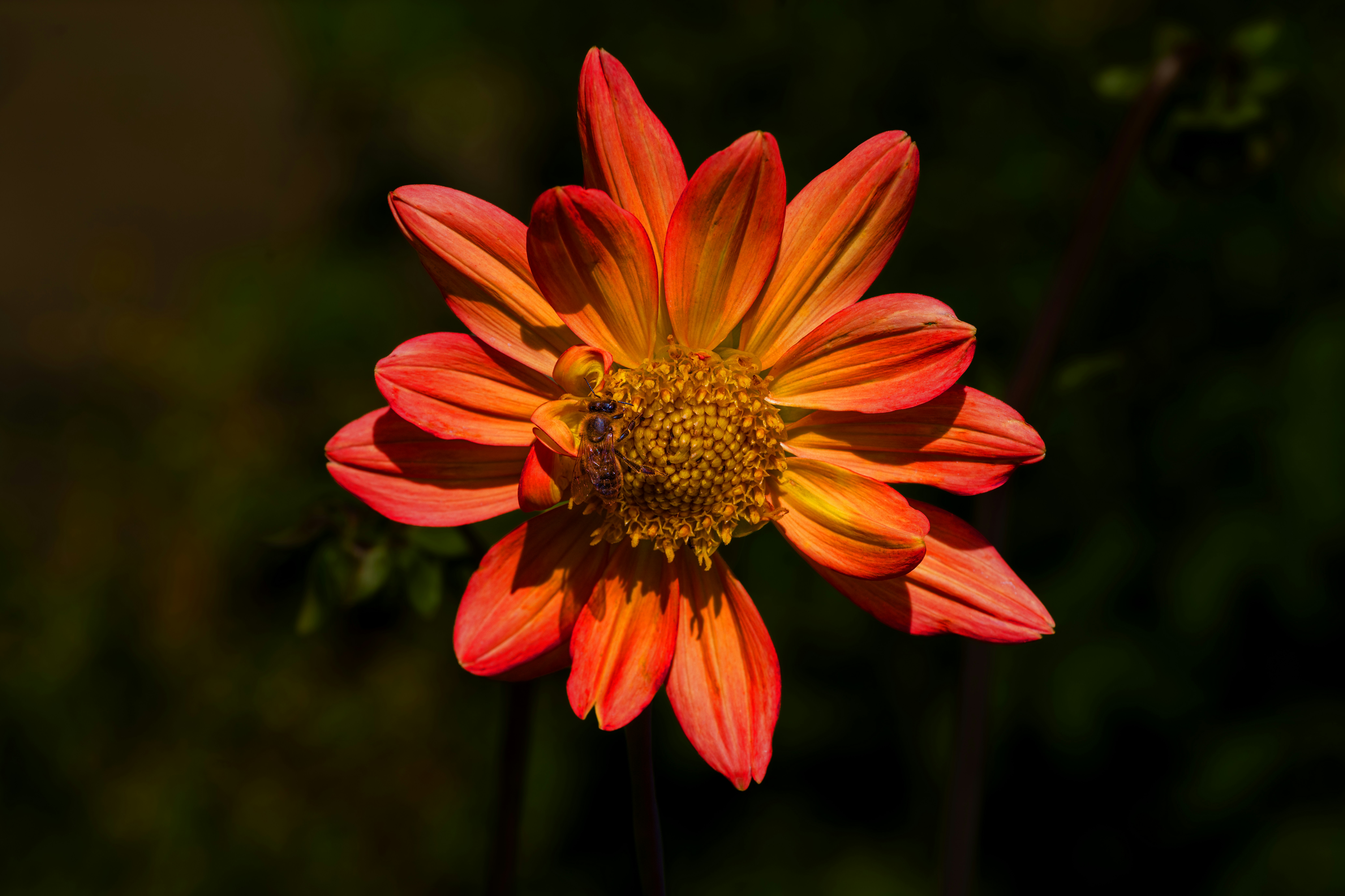 An orange and yellow flower with an insect.
