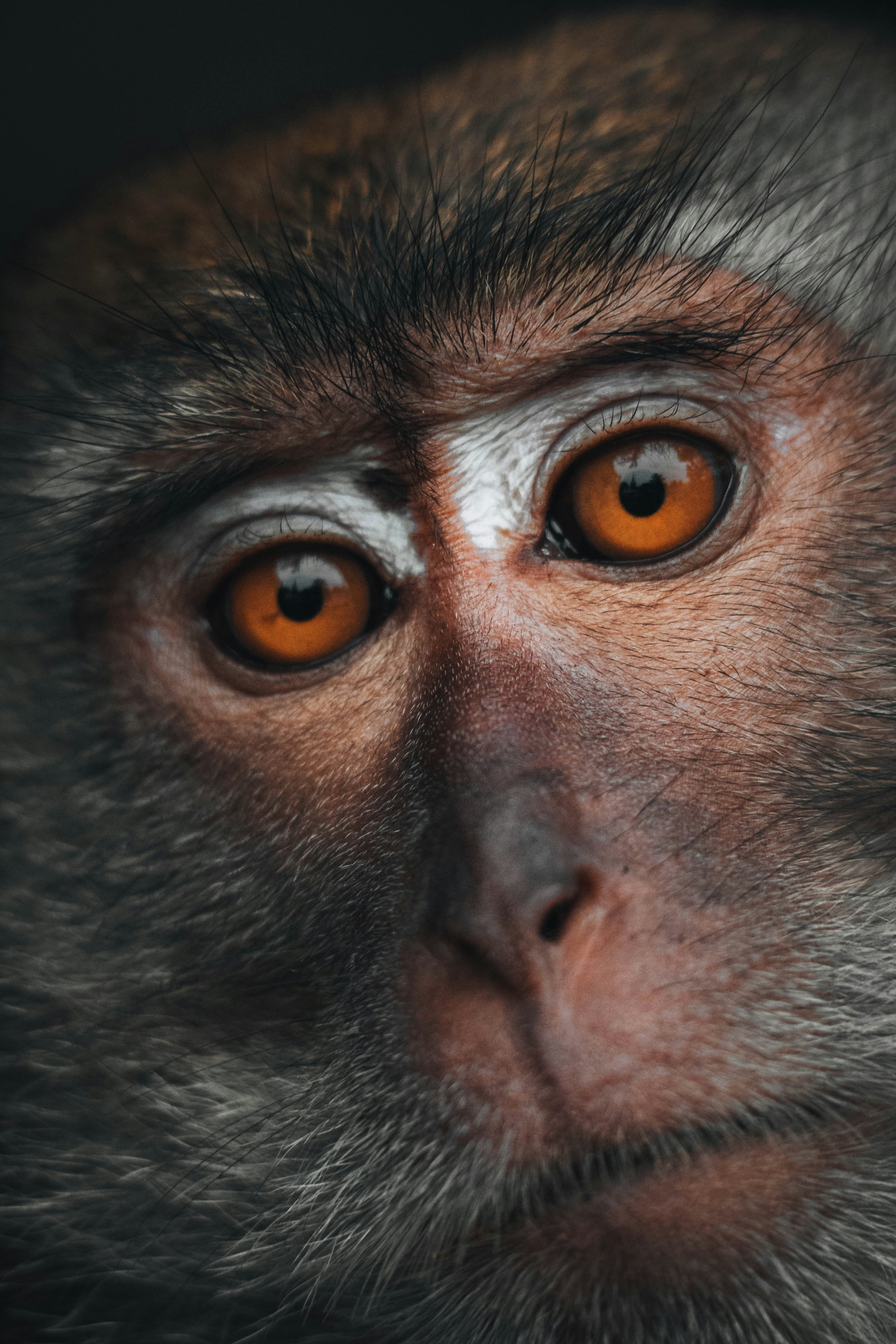 A close-up of a monkey's face with bright orange eyes.