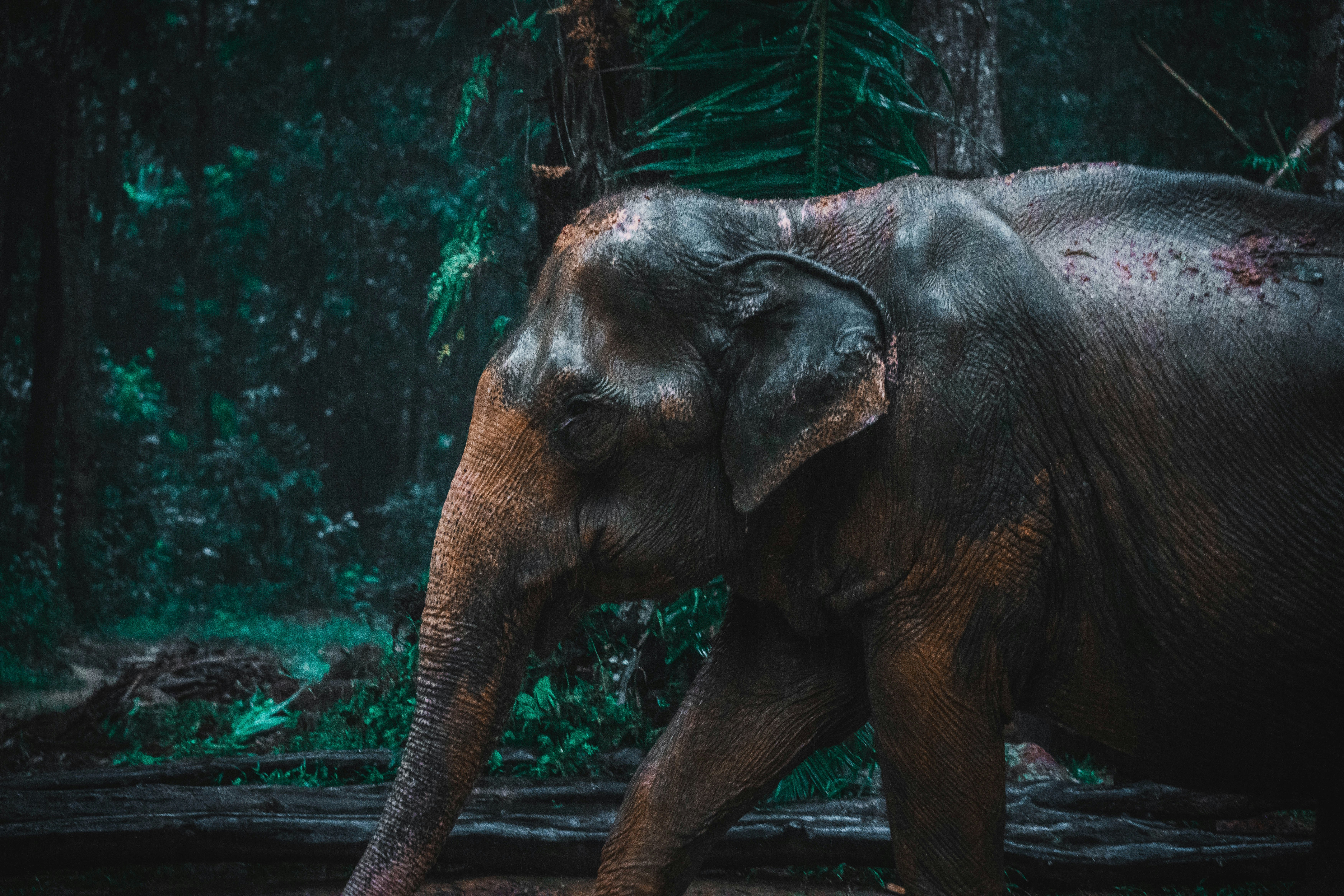 An elephant walks through a lush, dark forest