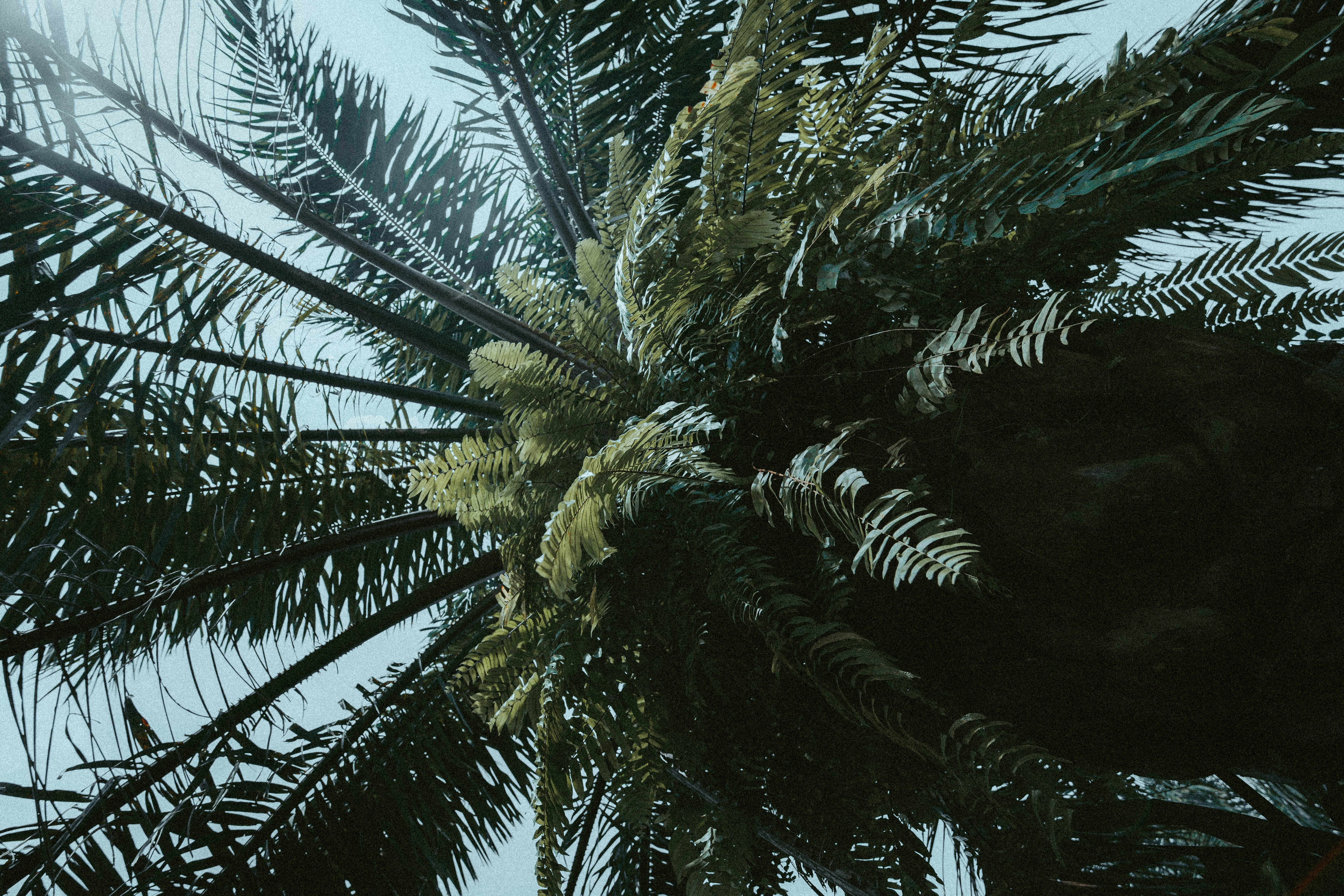 Looking up at a palm tree against a light sky