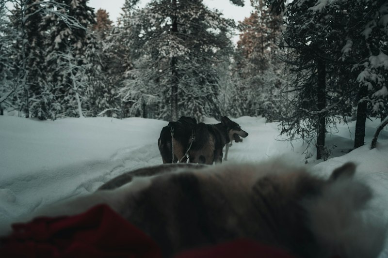 Rovaniemi · lua nova