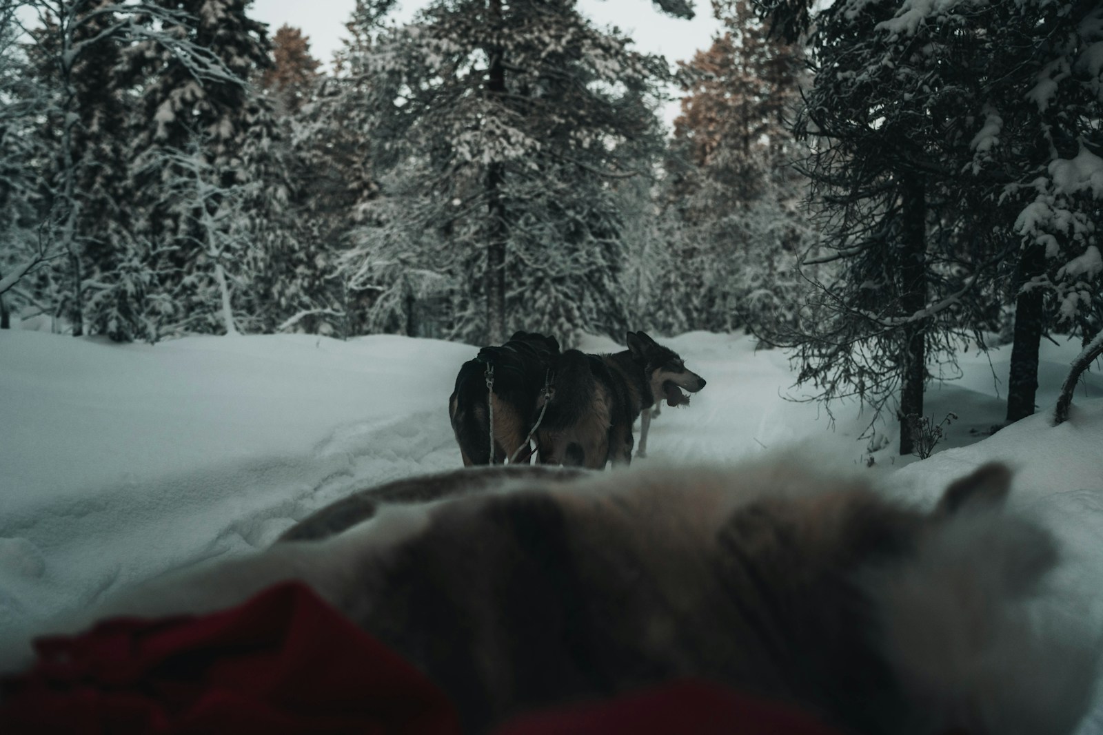 A pair of harnessed sled dogs on a snowy trail through a white coniferous forest, photographed from the sled