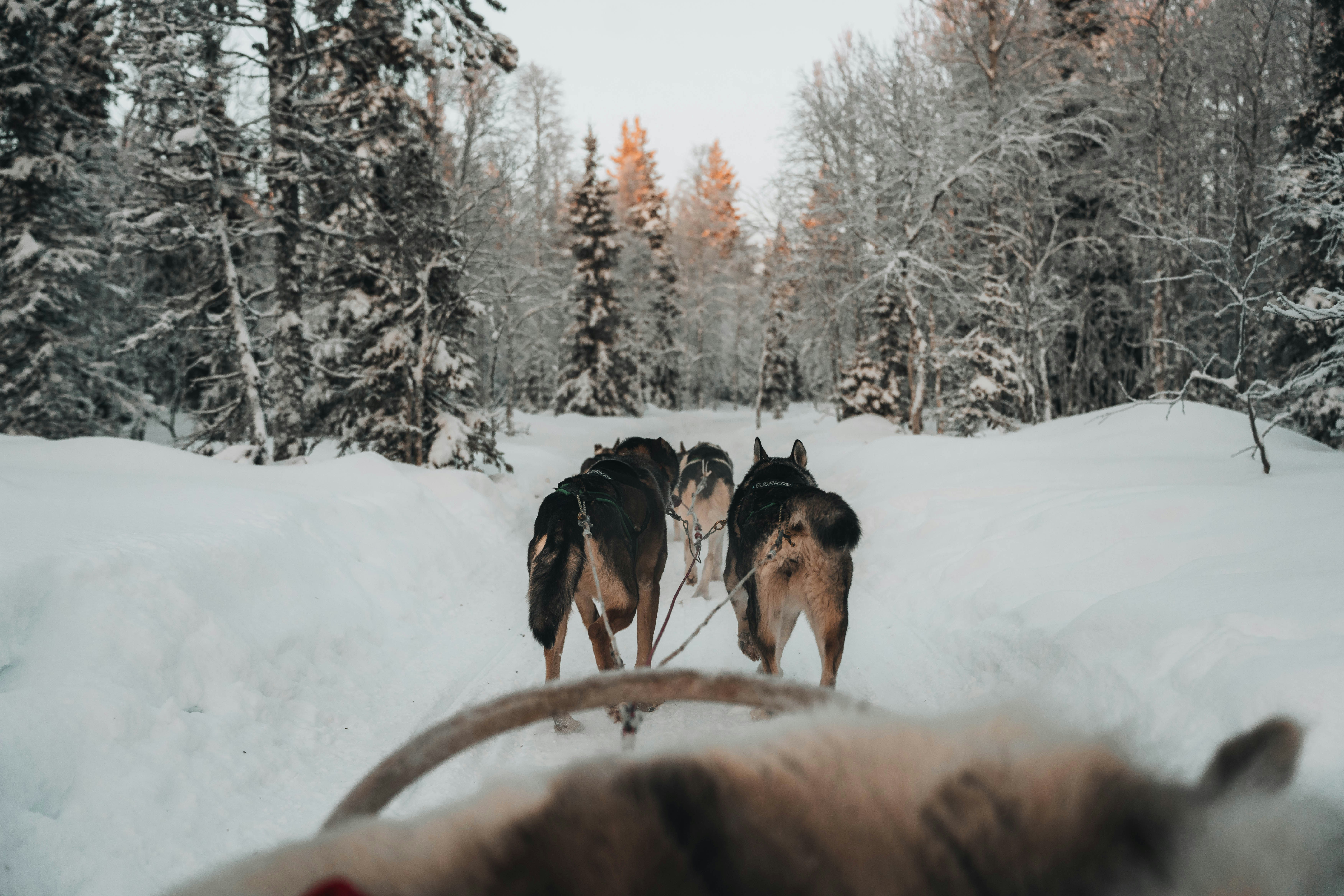 Huskies pulling a sled through a snowy forest at sunrise.